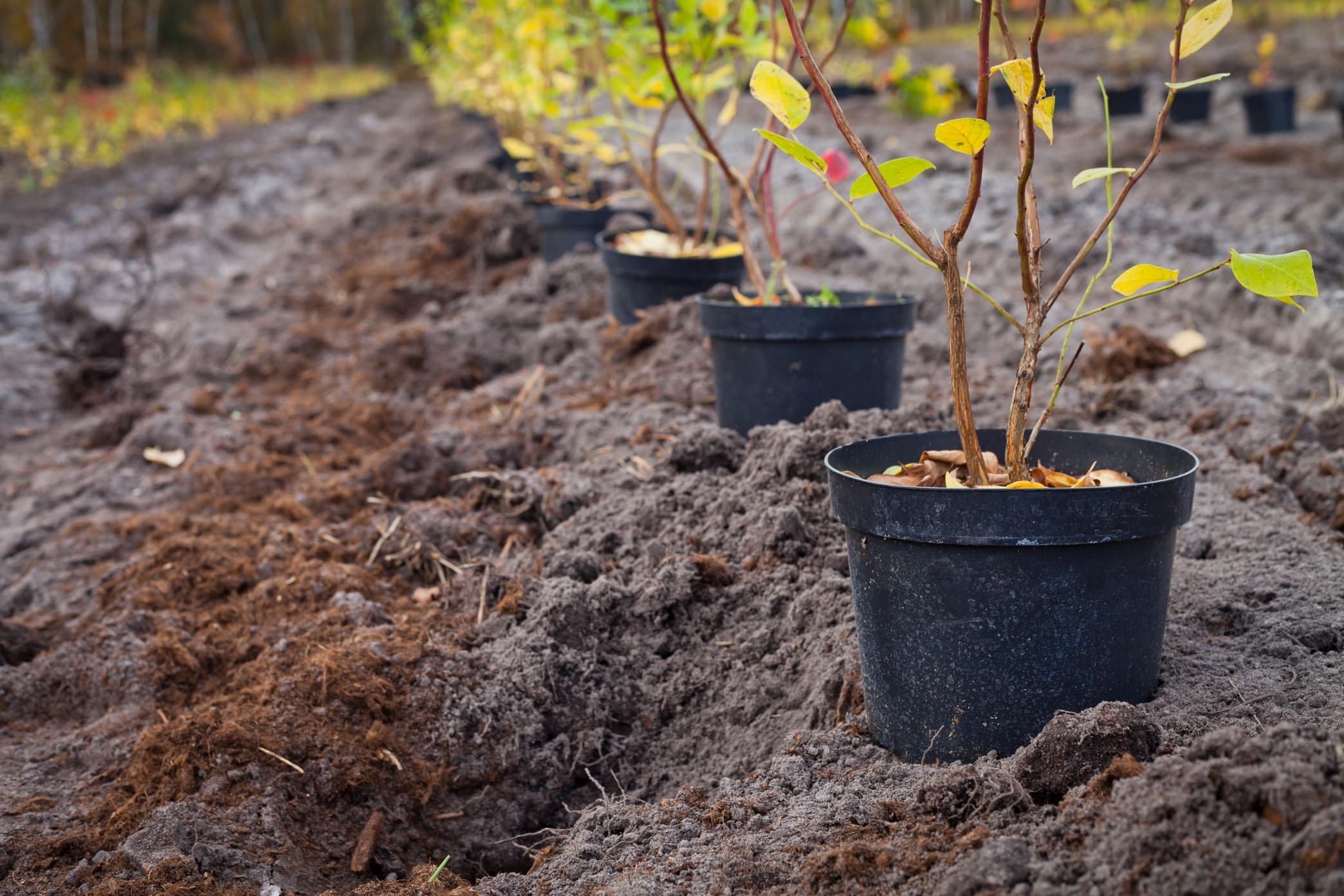 blueberry bushes in pots laid out in rows on a plantation