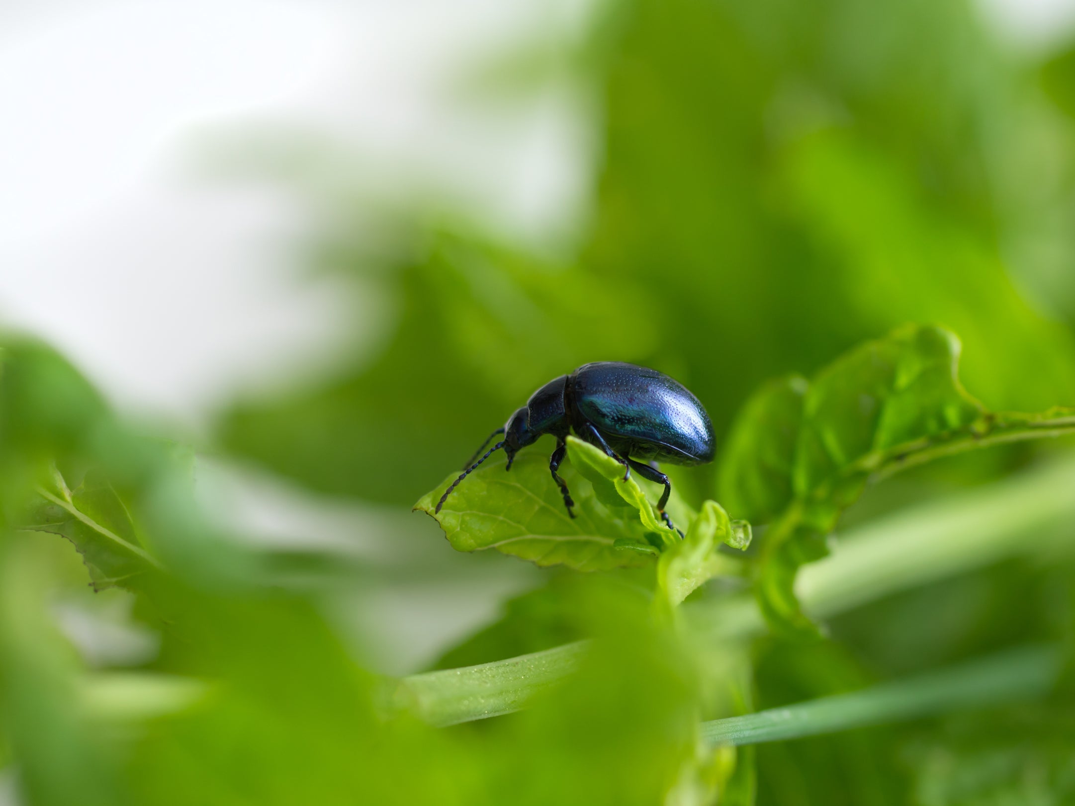 blue mint bettle resting on the leaf of a mint plant growing outside
