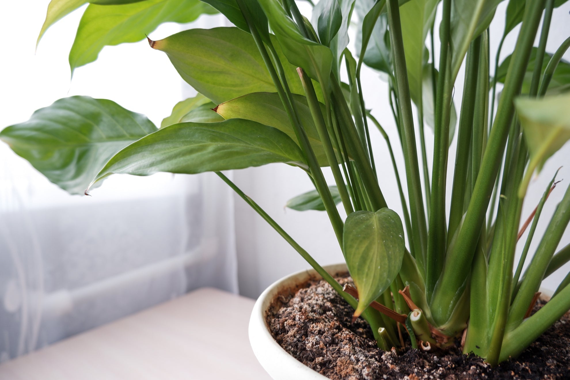 potted houseplant growing on a table in front of a window