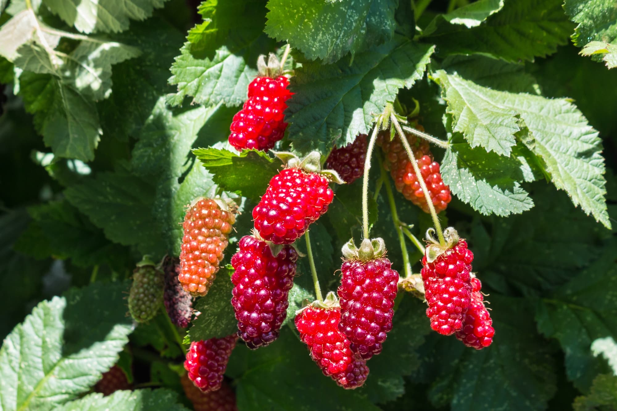 red raspberry-like boysenberries hanging from the long stems of the shrub