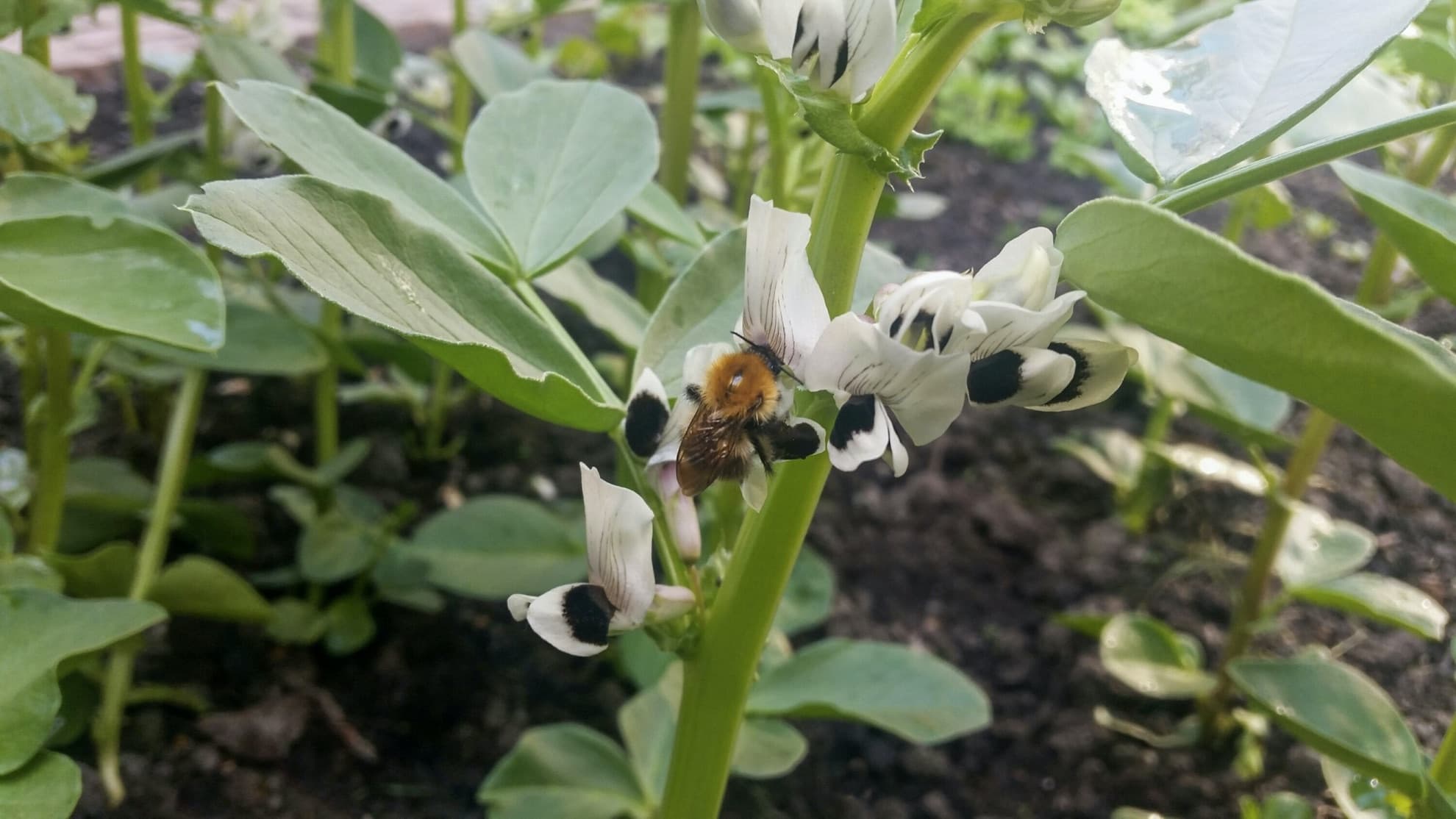 bumblebee sat on white flowers of broad bean plant
