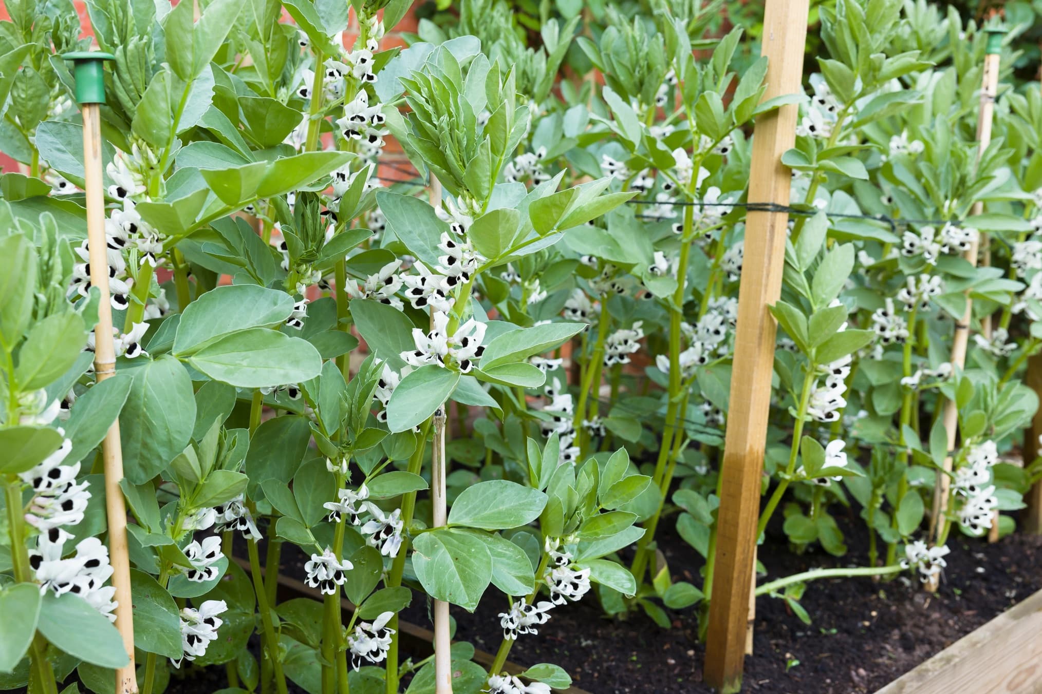 white and black flowers on broad bean plants growing up supports