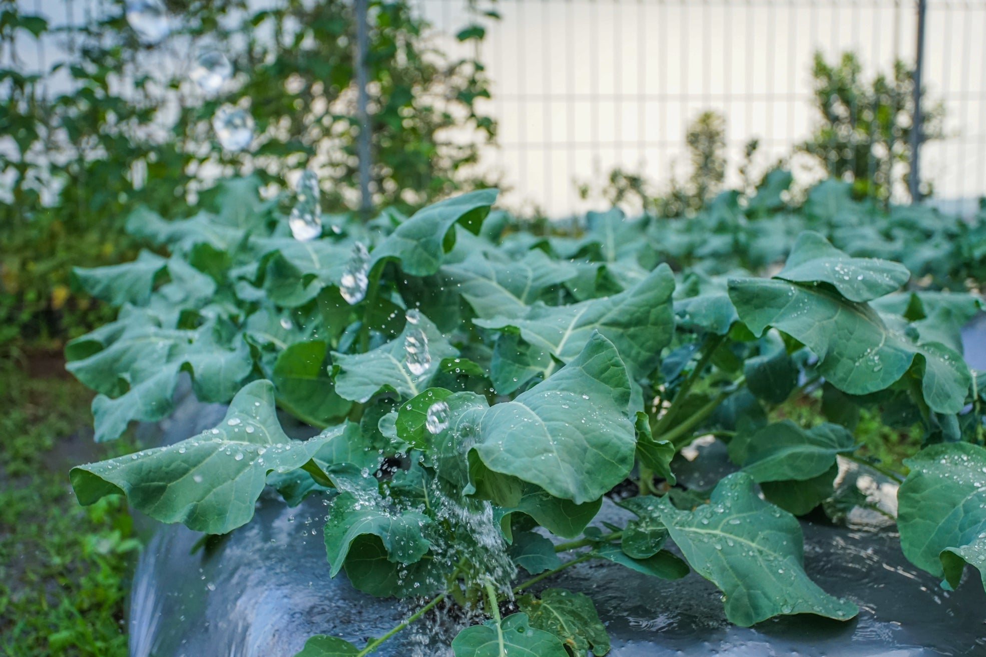 broccoli plants growing in a vegetable patch outside with a wire fence in the background covered in water droplets