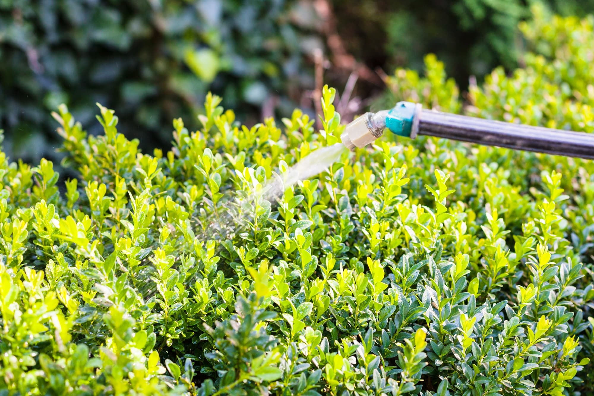a green-leaved buxus that has been pruned into a hedge being sprayed with a liquid fertiliser