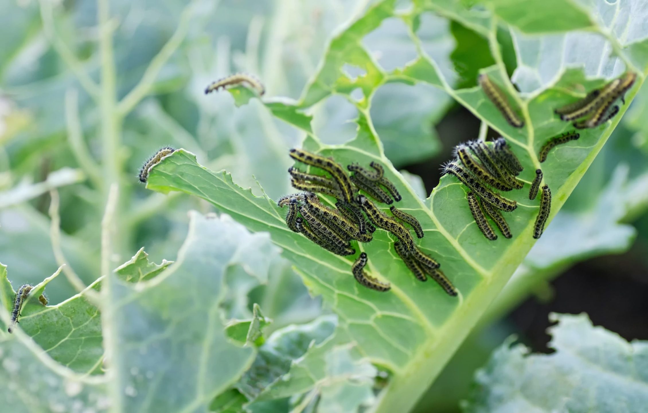 caterpillars eating through white cabbage leaves