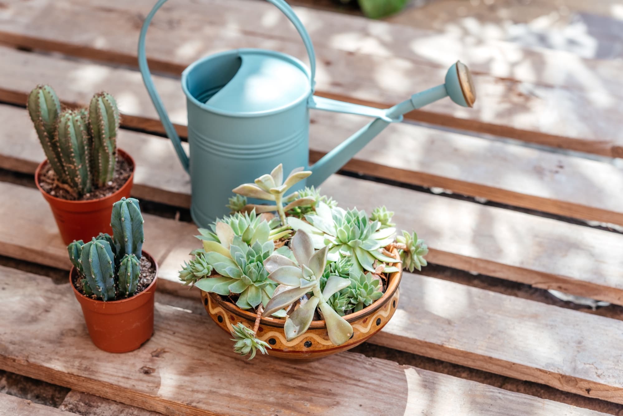 jellycat silly succulent columnar cactus silly succulent cactus by jellycat – Studio Bloom