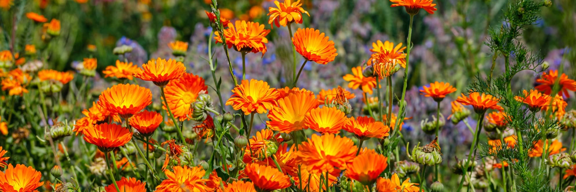 orange calendula flowers in a summer meadow