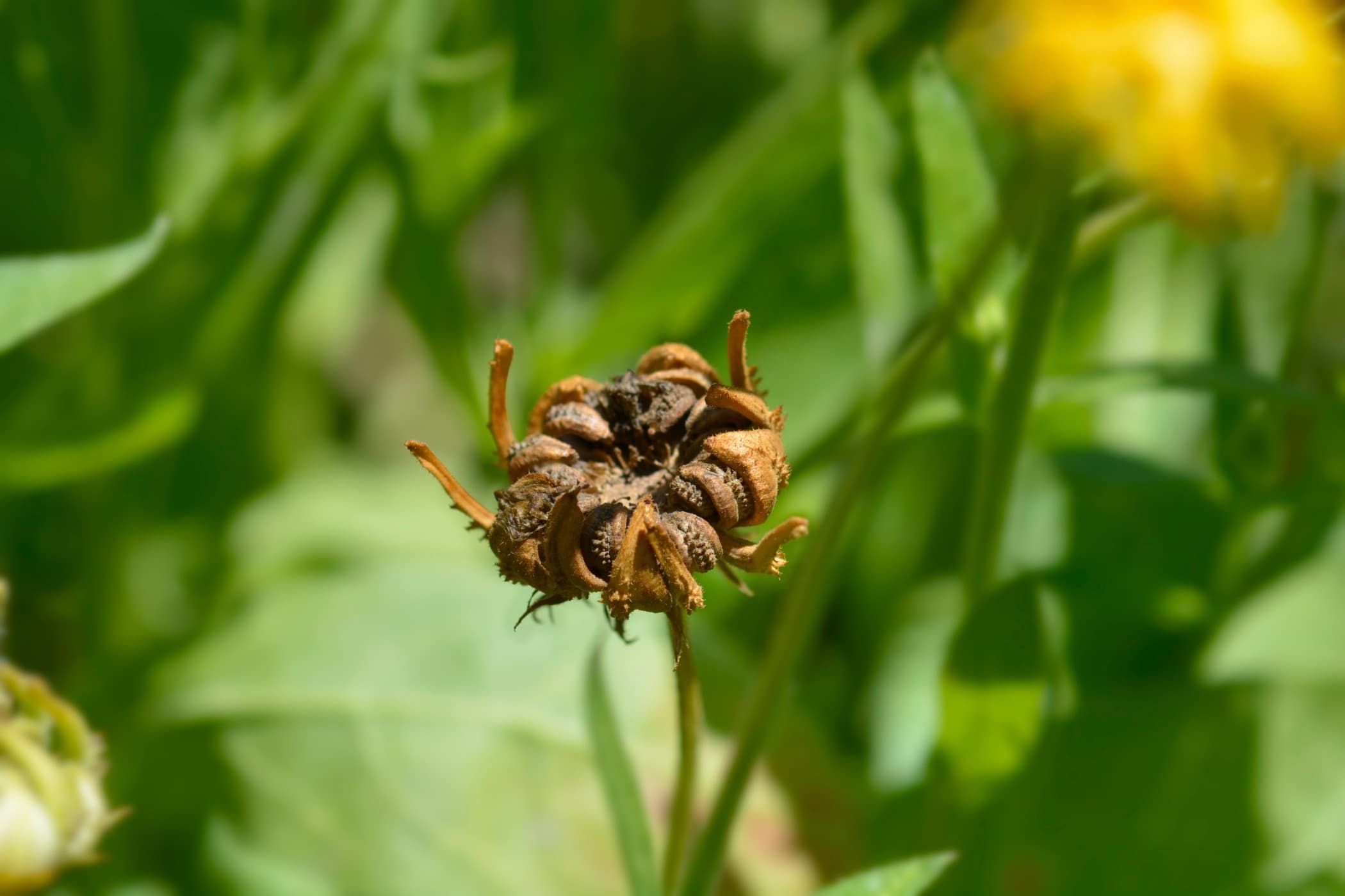 a calendula flower that is spent and has gone to seed