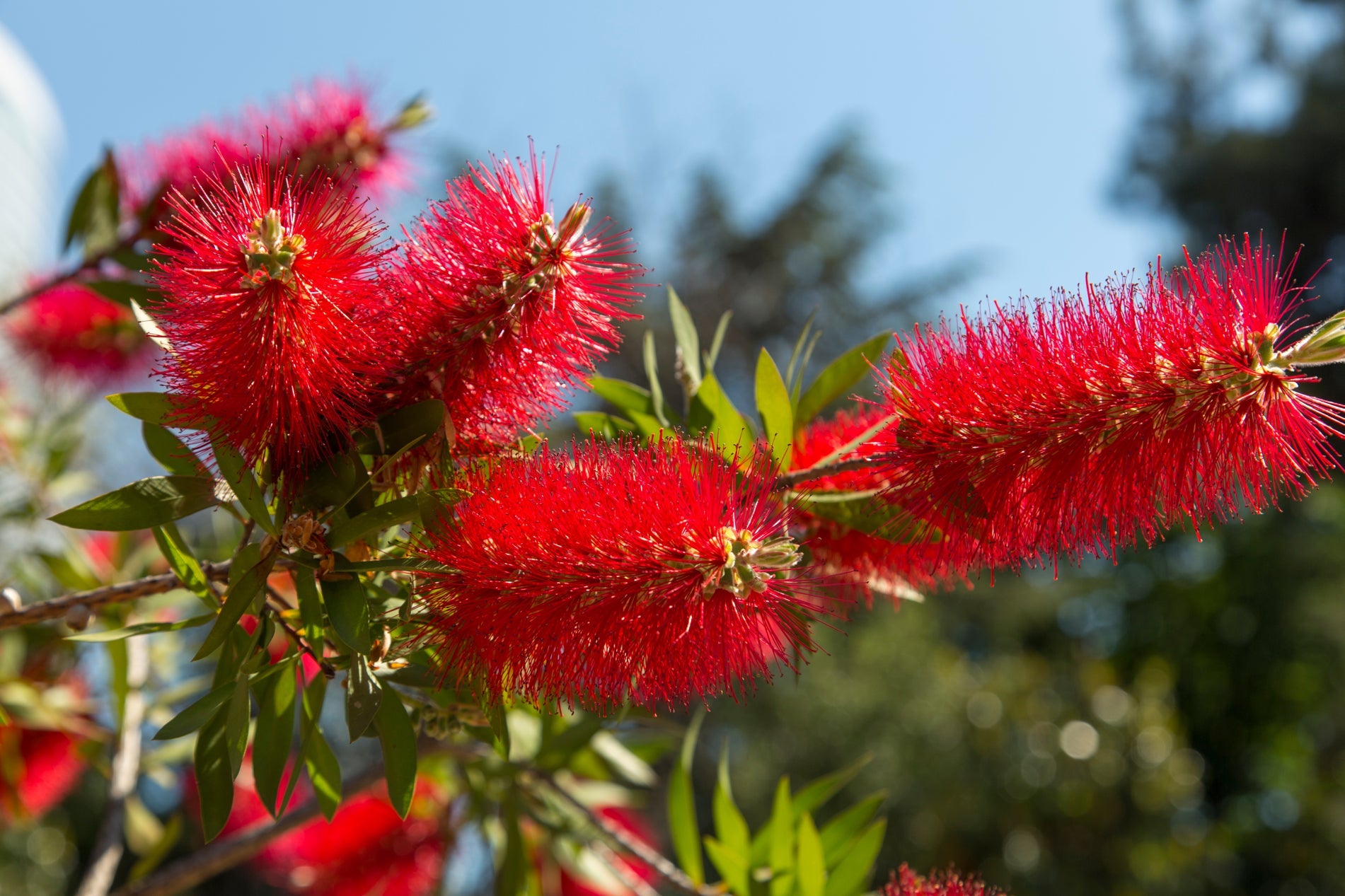 red flowering callistemon citrinus 'splendens' growing outside with a blue sky in the background