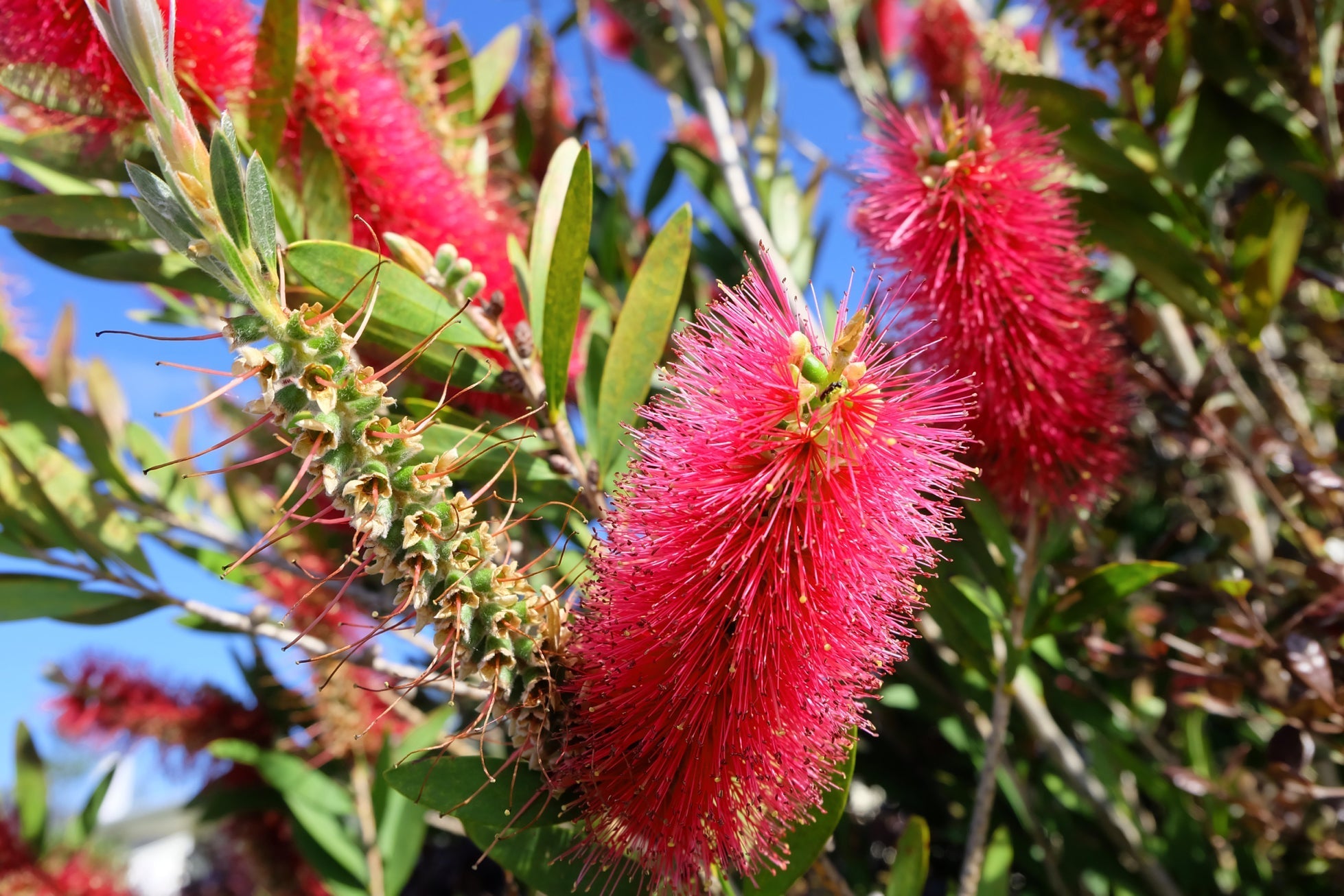 Growing Callistemon: The Frost-Tender Ornamental Trees From Australia |  Horticulture.co.uk