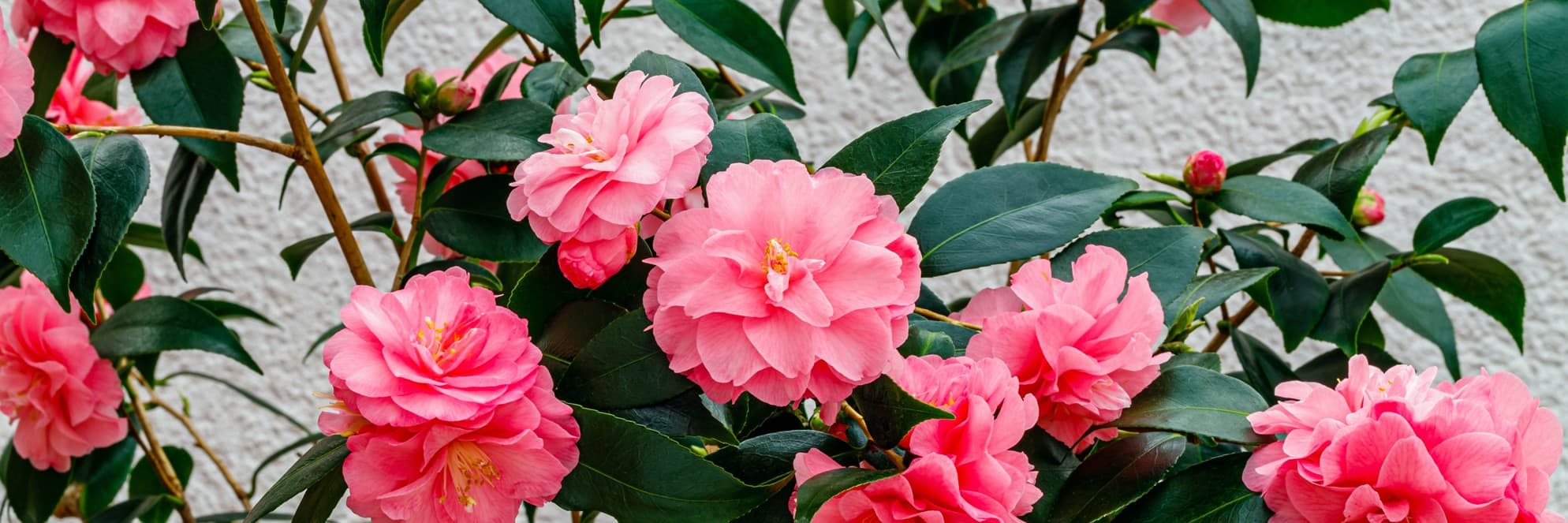 camellia shrub with bright pink flowers and dark green foliage