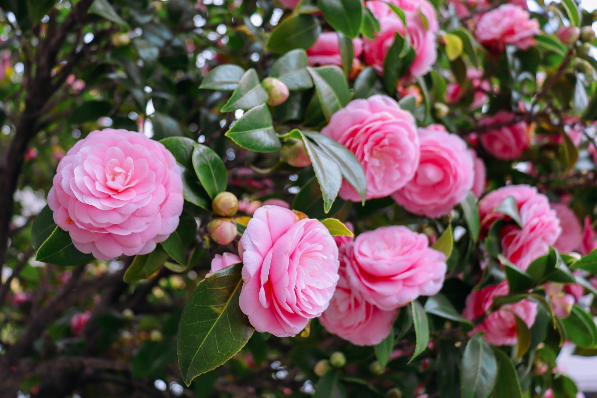 pink flowering rosettes on a camellia shrub with spiny ovate leaves