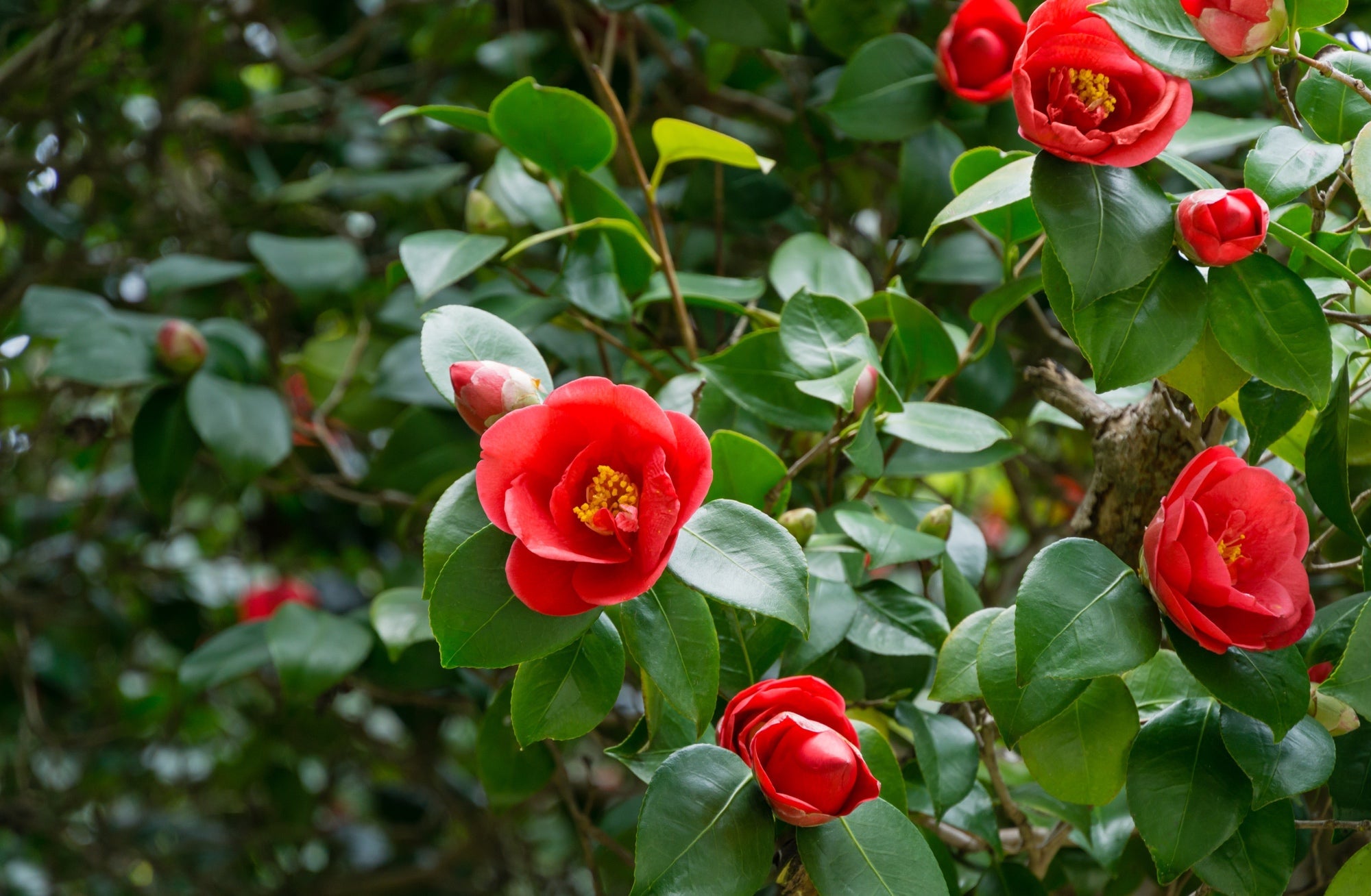 a large japanese camellia shrub with rose-like red flowers decorating the ends of the woody stems