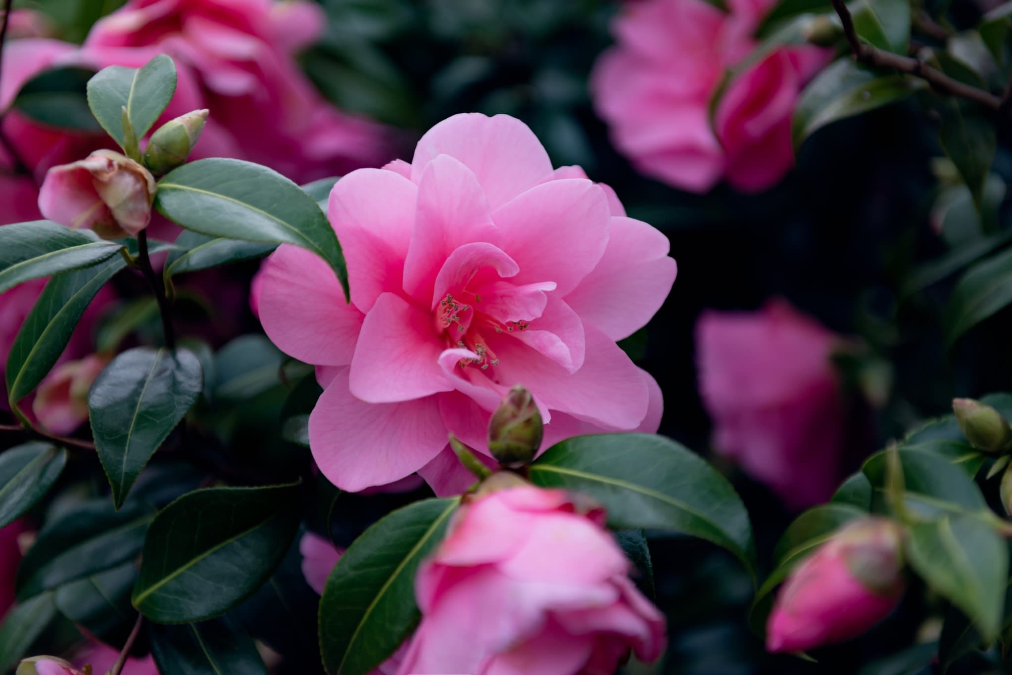 bushy pink flowering camellia