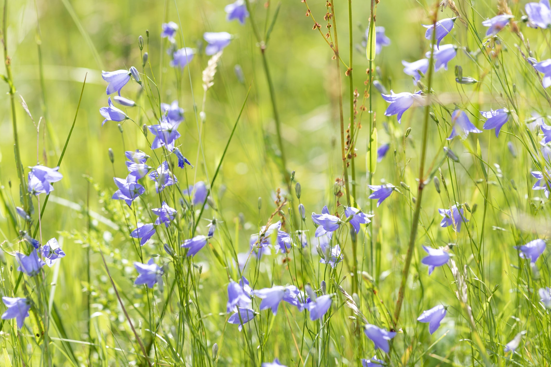 blue campanulas with tall stems growing in a grassy field outside