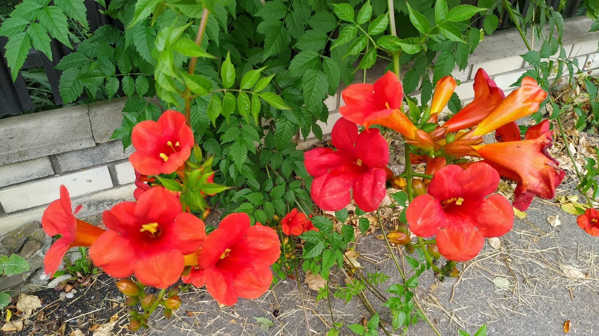 bright orange flowers of campsis vines