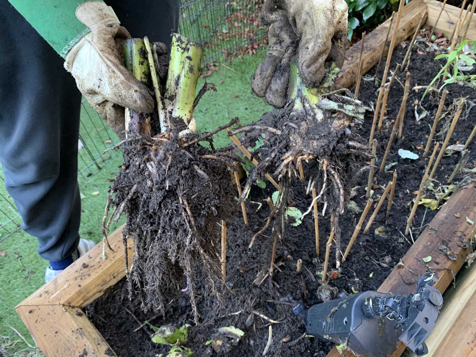 gardener holding two sections of divided canna lily rhizome above raised beds