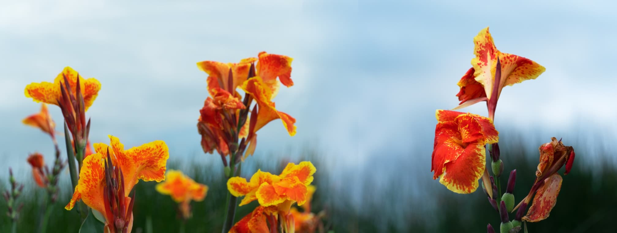 red and orange canna lilies with sky in background