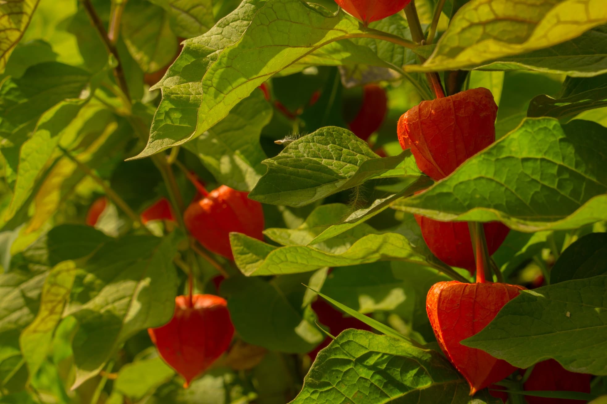 ripe physalis fruit on bush