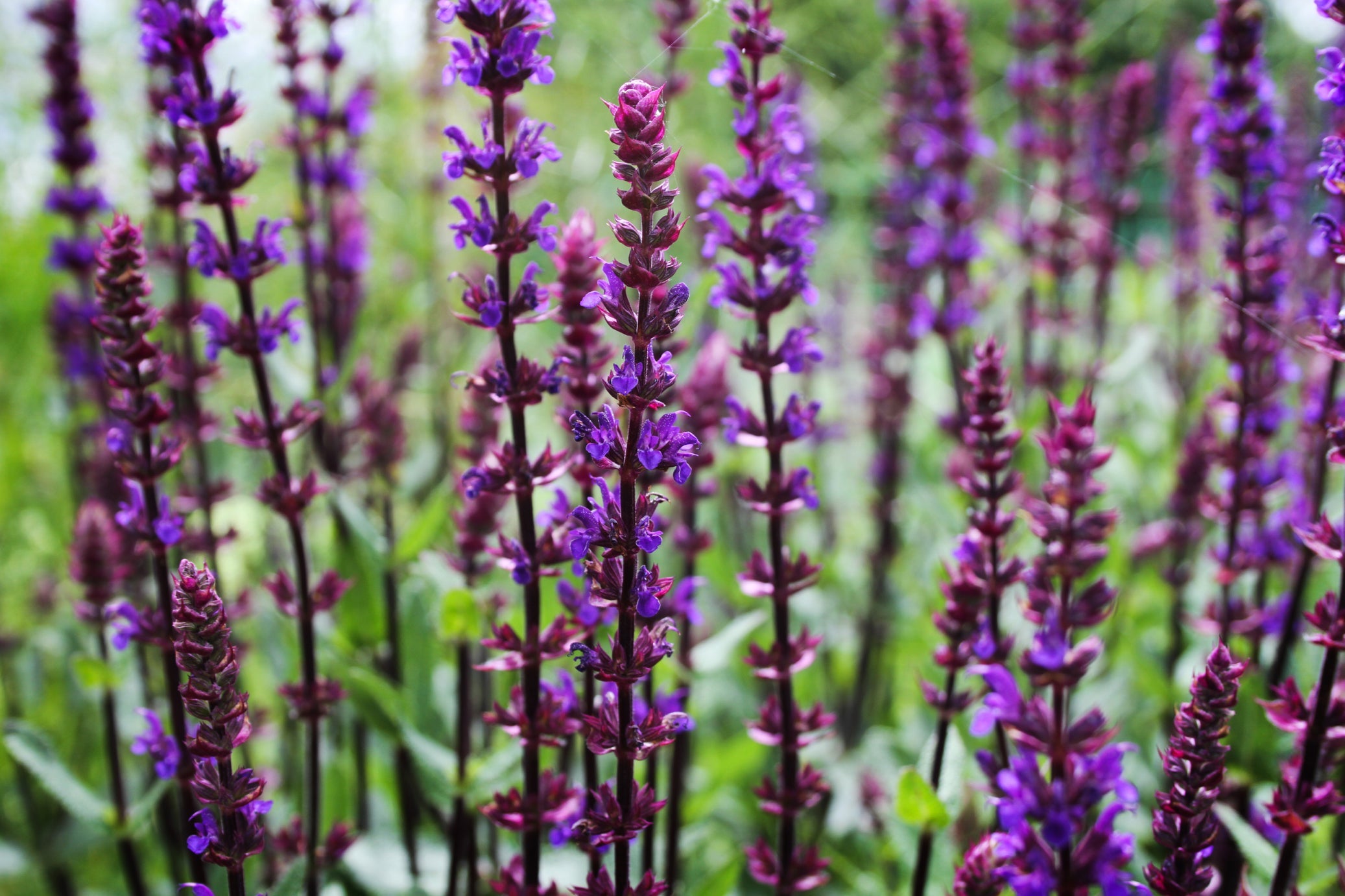 purple flowering salvia nemorosa with tall stems growing outside in a field