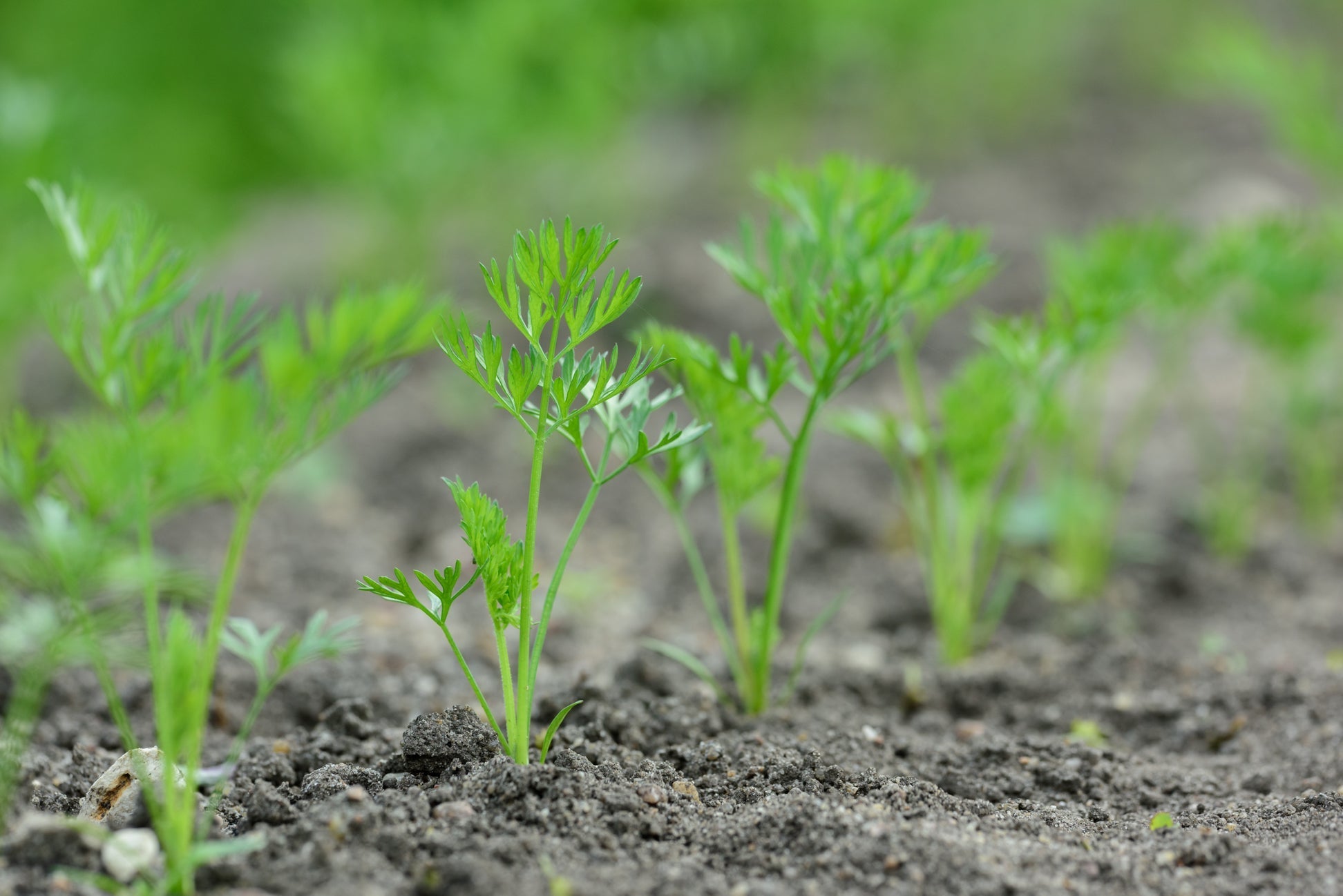 carrot seedlings with frilly green leaves emerging from the ground in rows