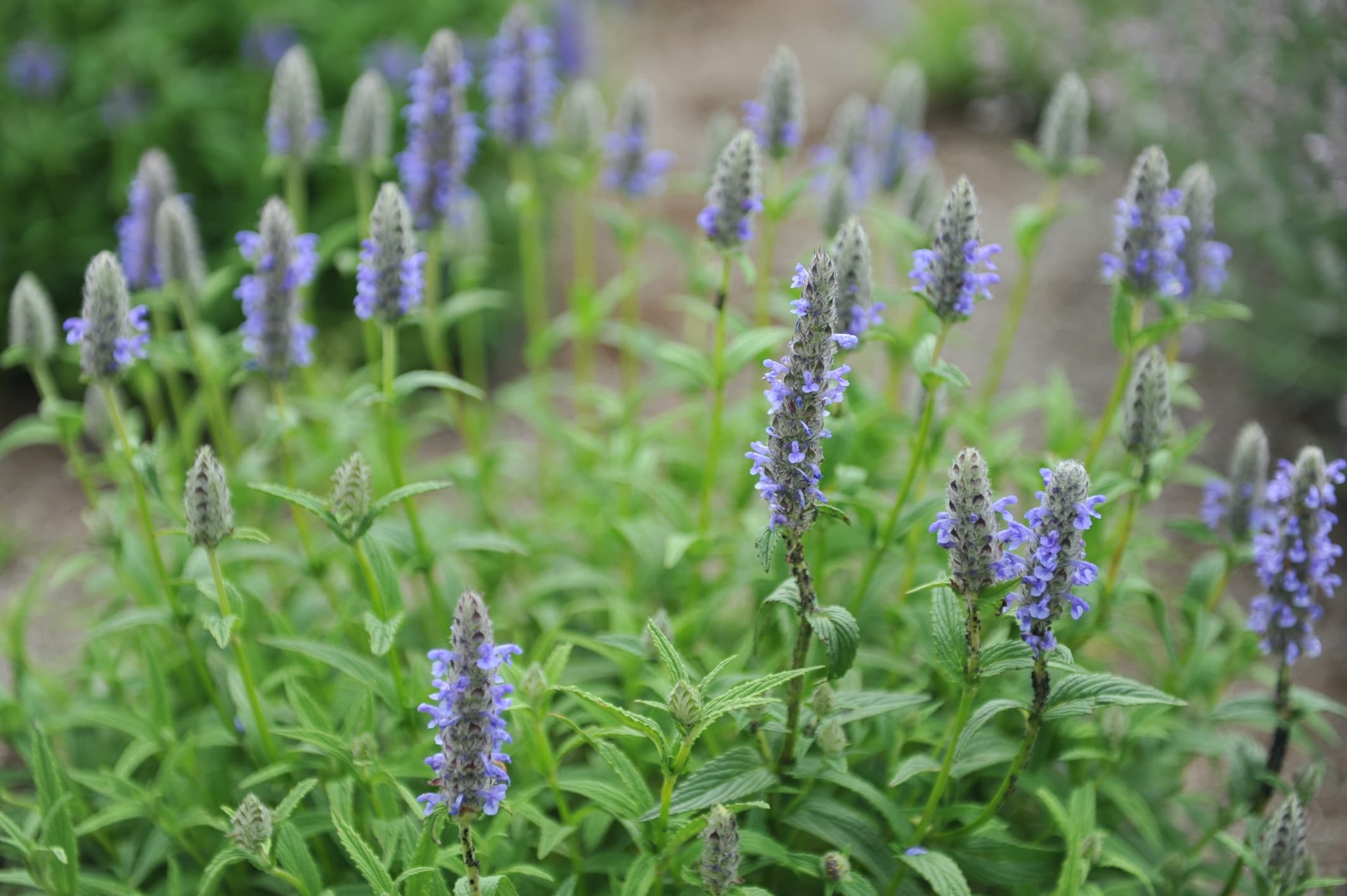 Nepeta nervosa 'Blue Moon' flowers in a garden
