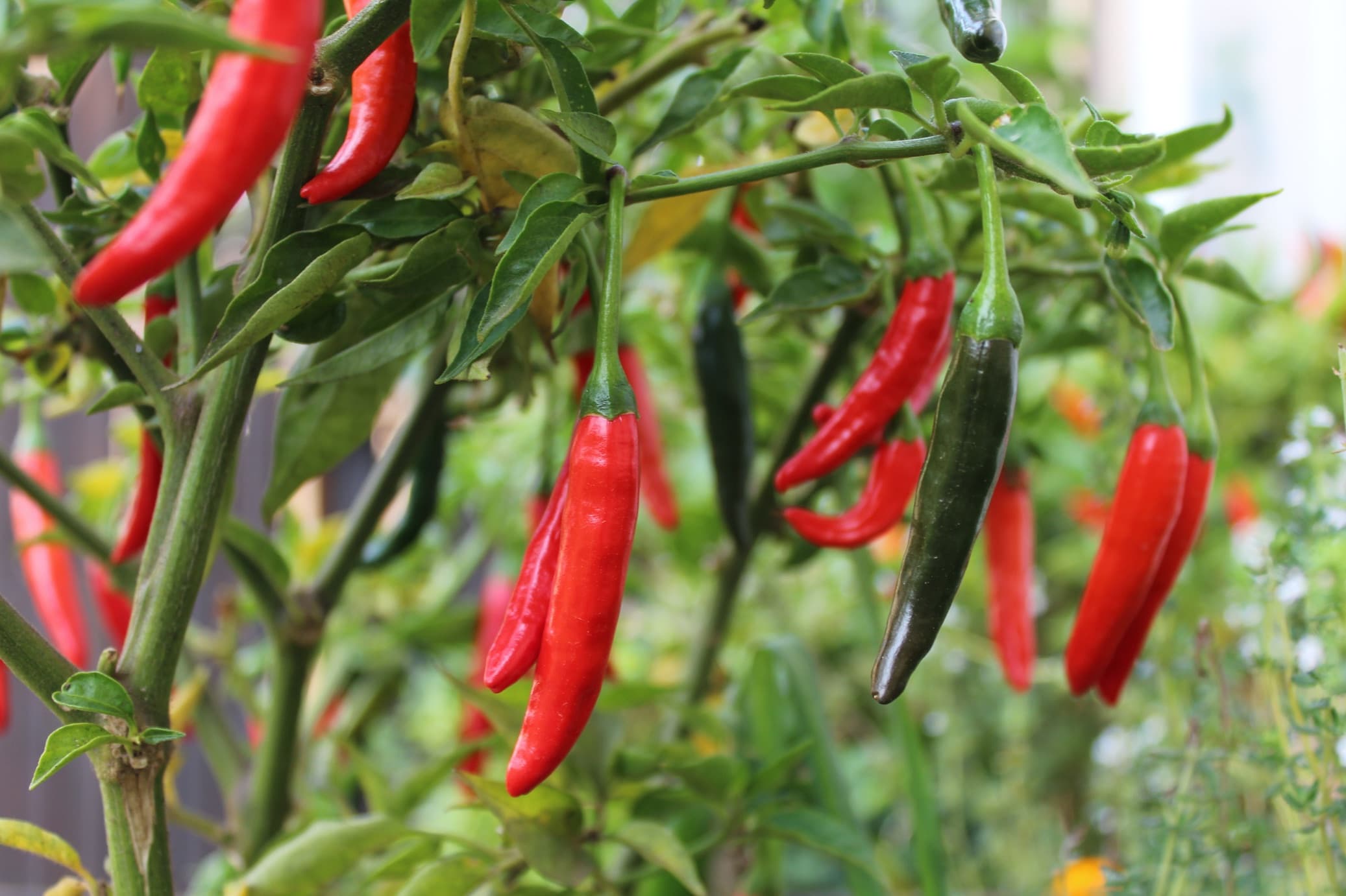 red cayenne chilli pods growing on the plant