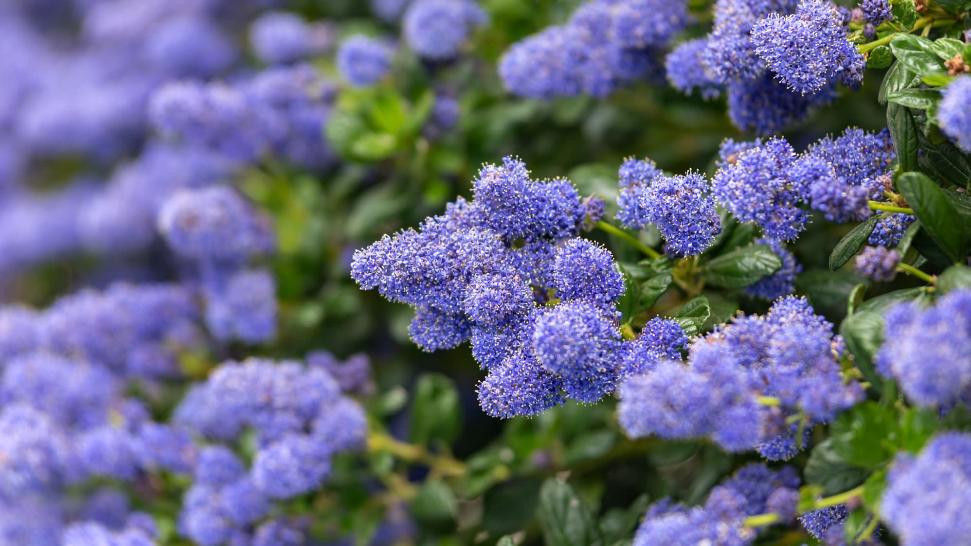 blooming purple Californian lilac flowers
