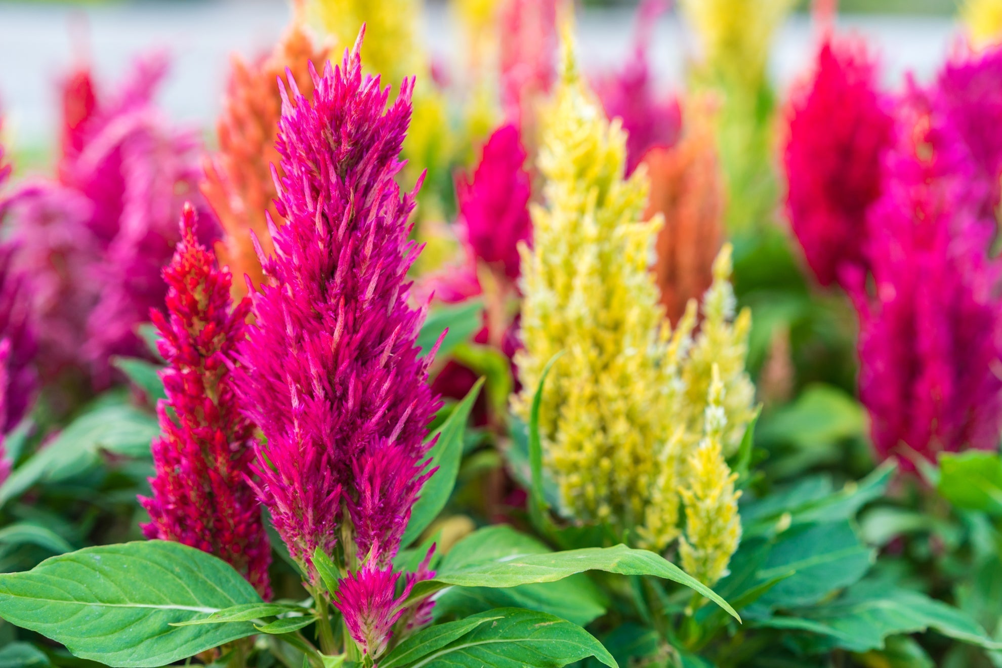 pink, orange and yellow flowering celosia plants with green ovate leaves growing in rows