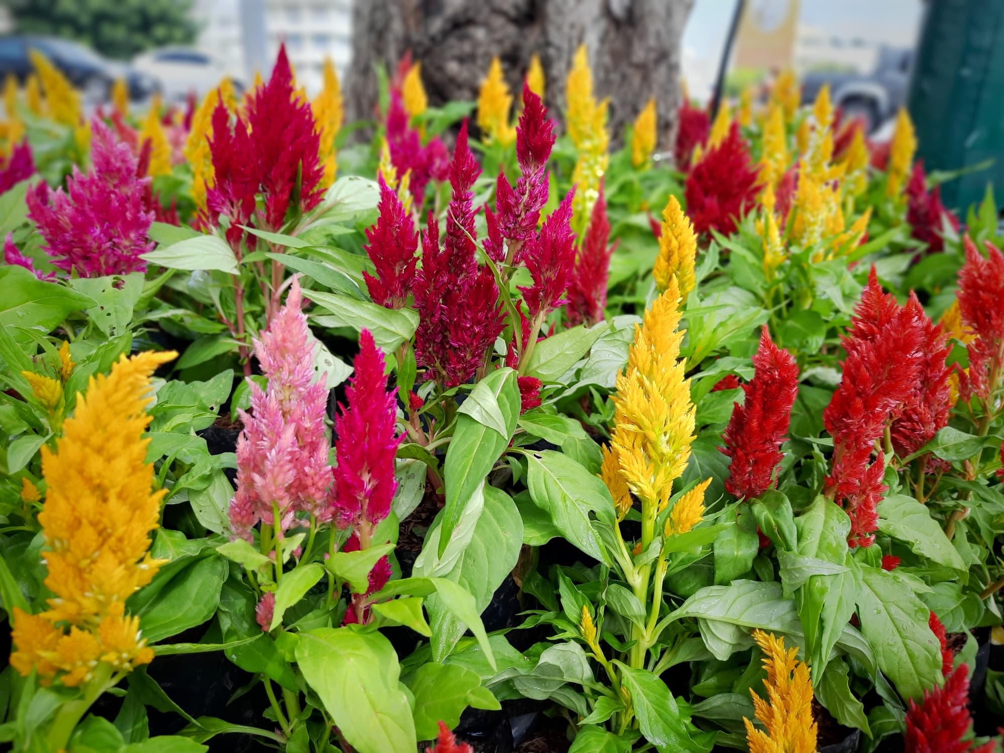 feather-like pink, red and yellow flowering celosia shrubs
