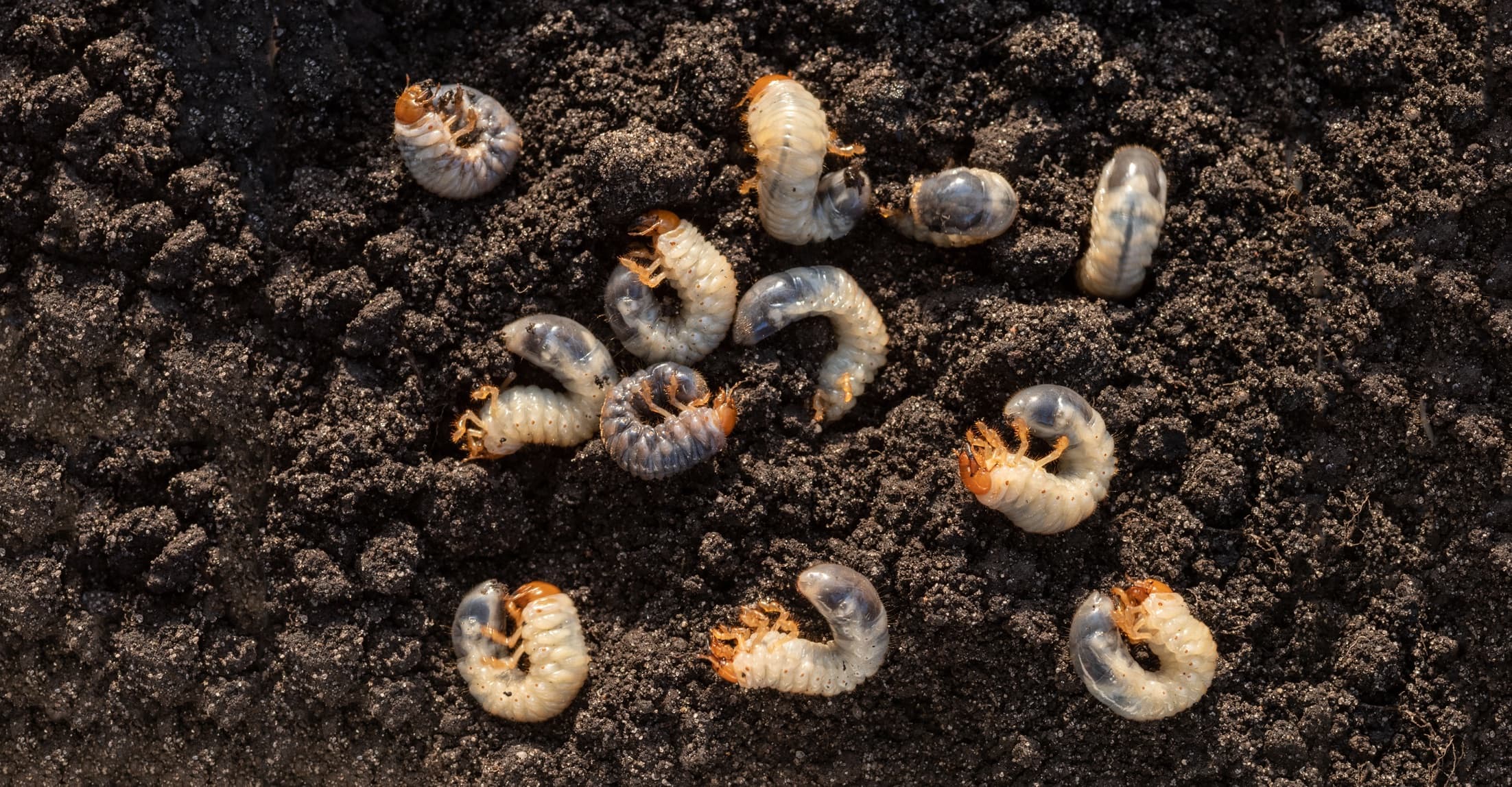 white chafer grubs against a background of compost