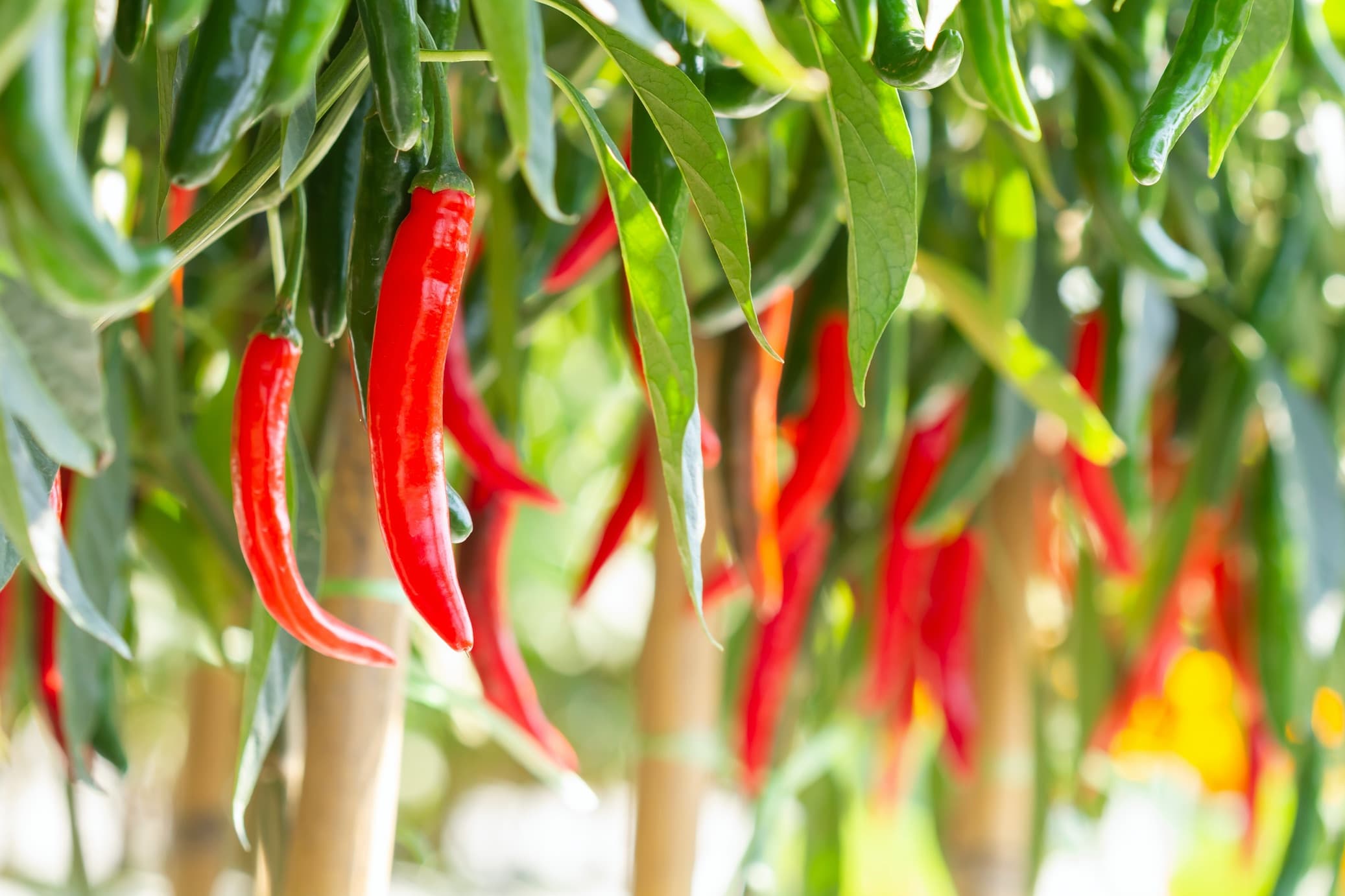 red chillies hanging amongst foliage