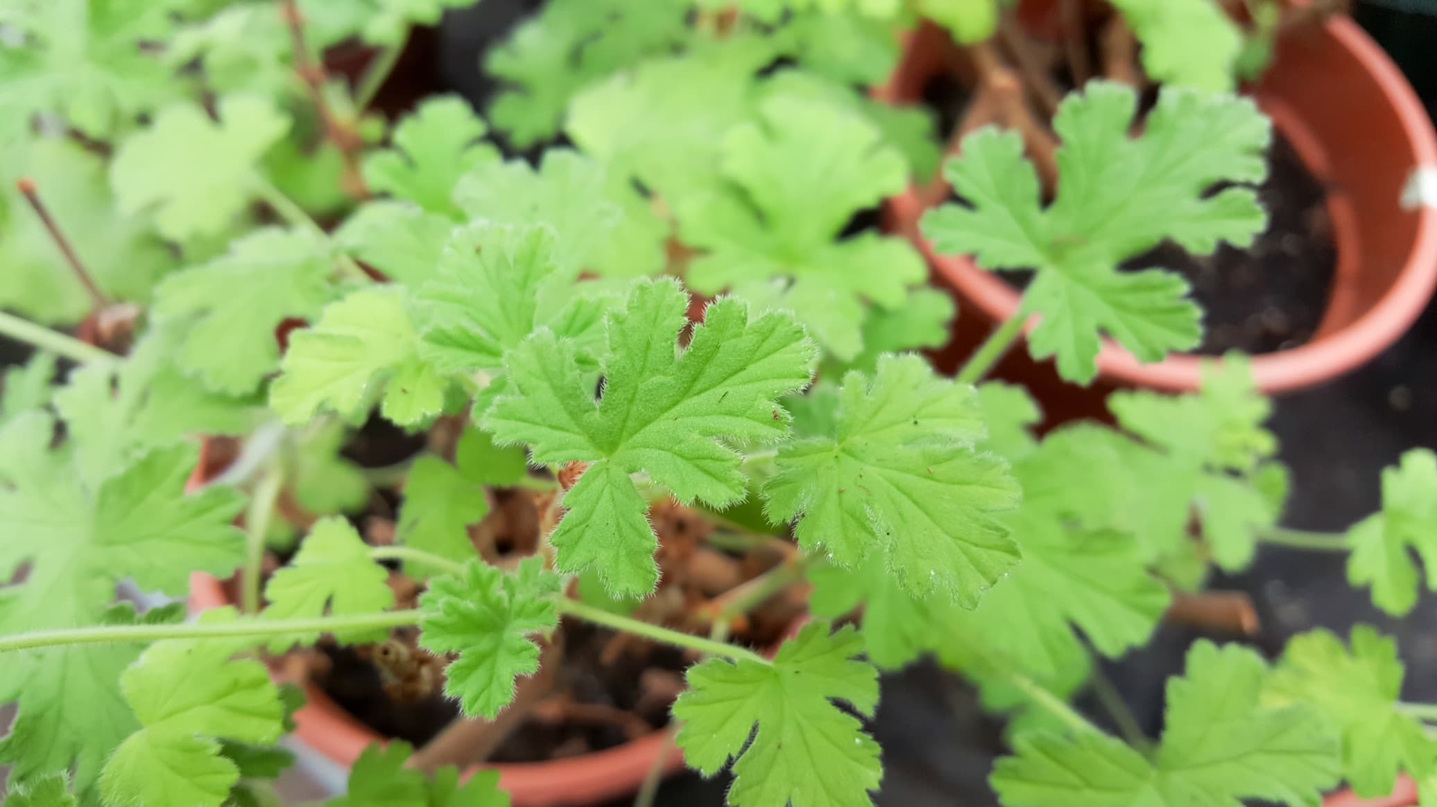 foliage of potted citronella plants
