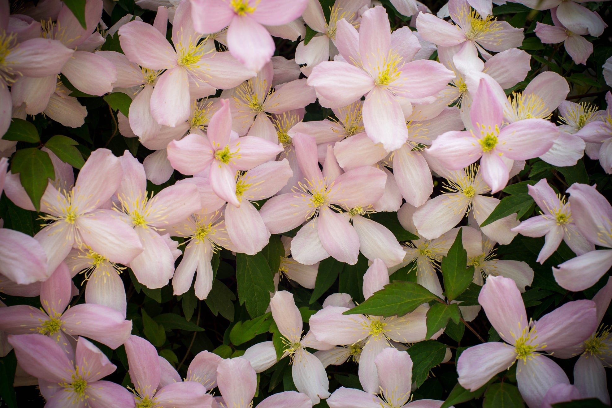 pale pink flowering clematis montana with dark green foliage and yellow centres