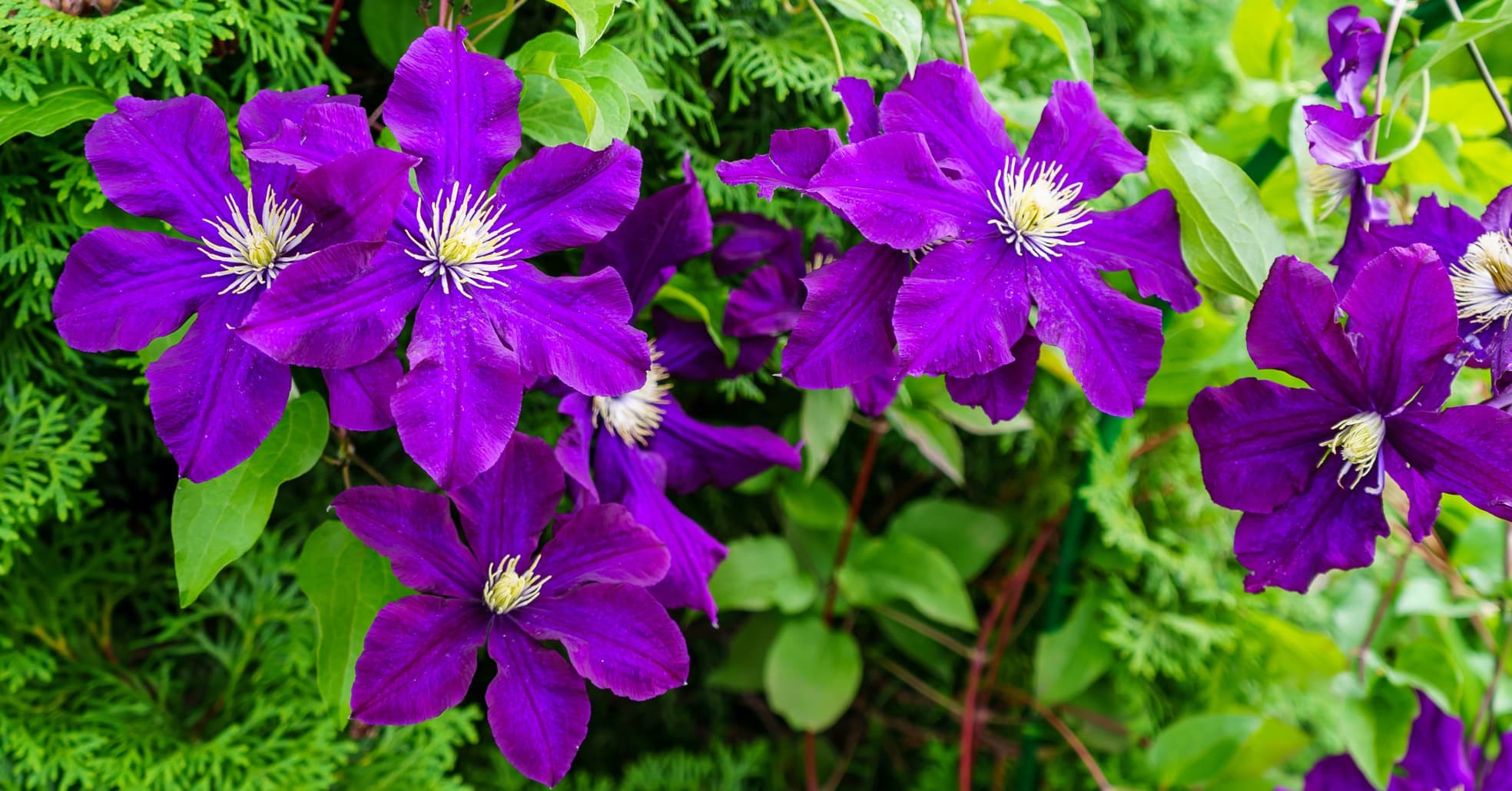 purple flowering clematis in the garden