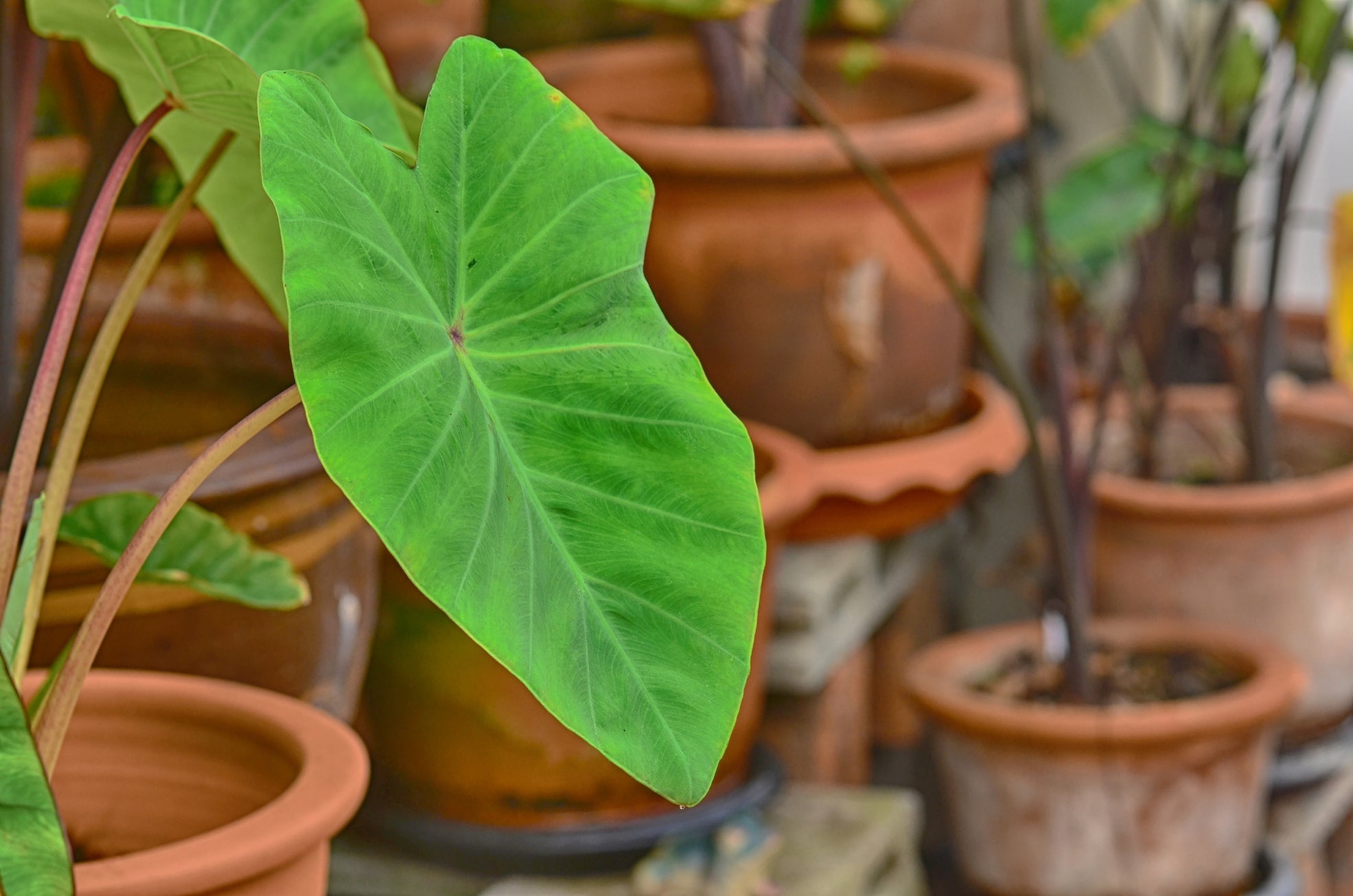 green heart-shaped leaves from colocasia plants growing in pots outside