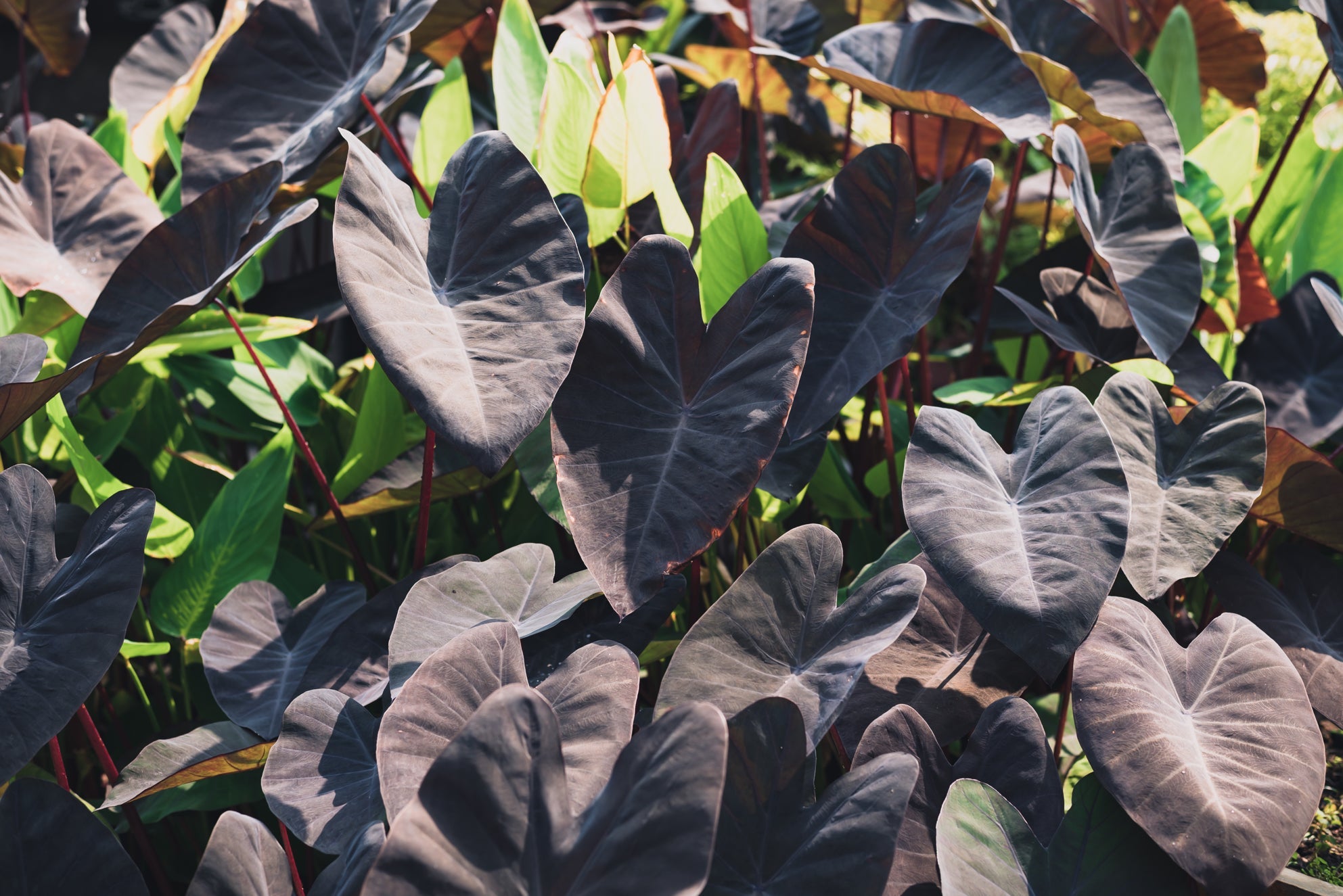 purple and green heart-shaped taro leaves growing outdoors