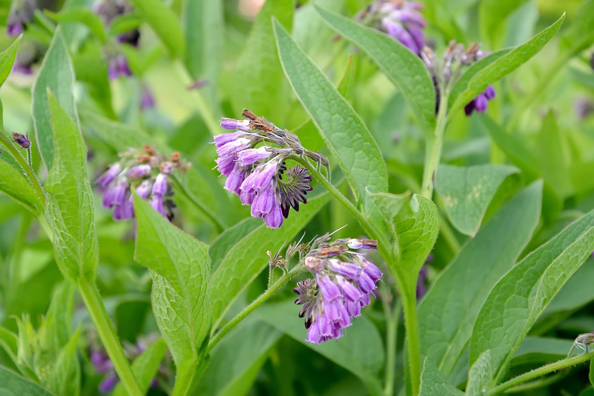 Horticulturists Love To Grow Comfrey - It's A Garden 'Cult Classic' With  Many Uses | Horticulture.co.uk