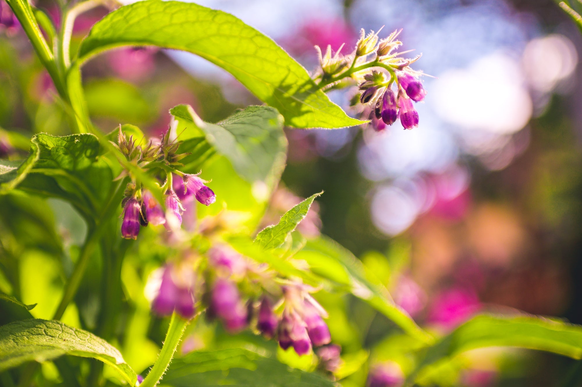 purple flowering comfrey plant growing outdoors