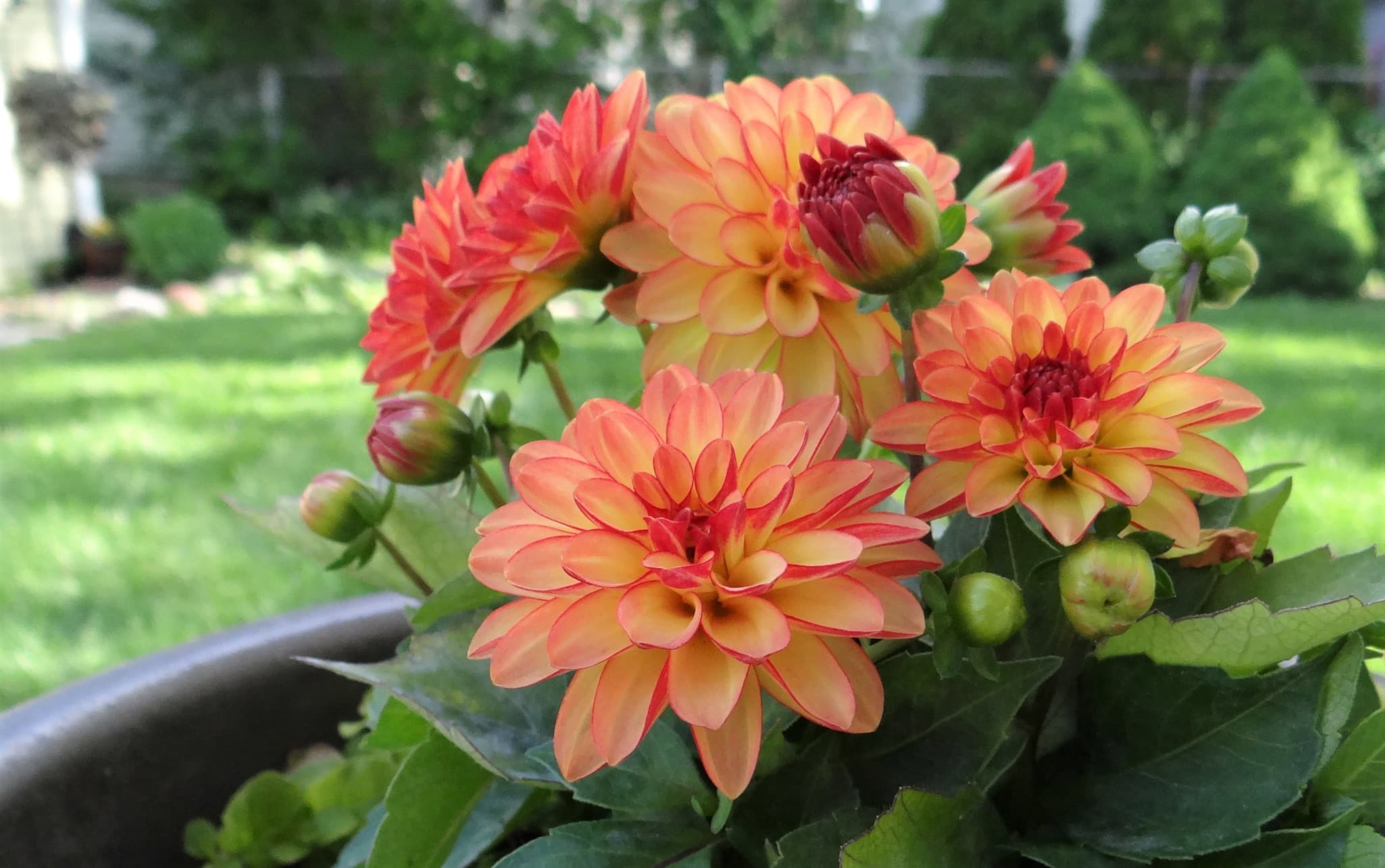 beautiful peach coloured potted dahlia flowers in bloom