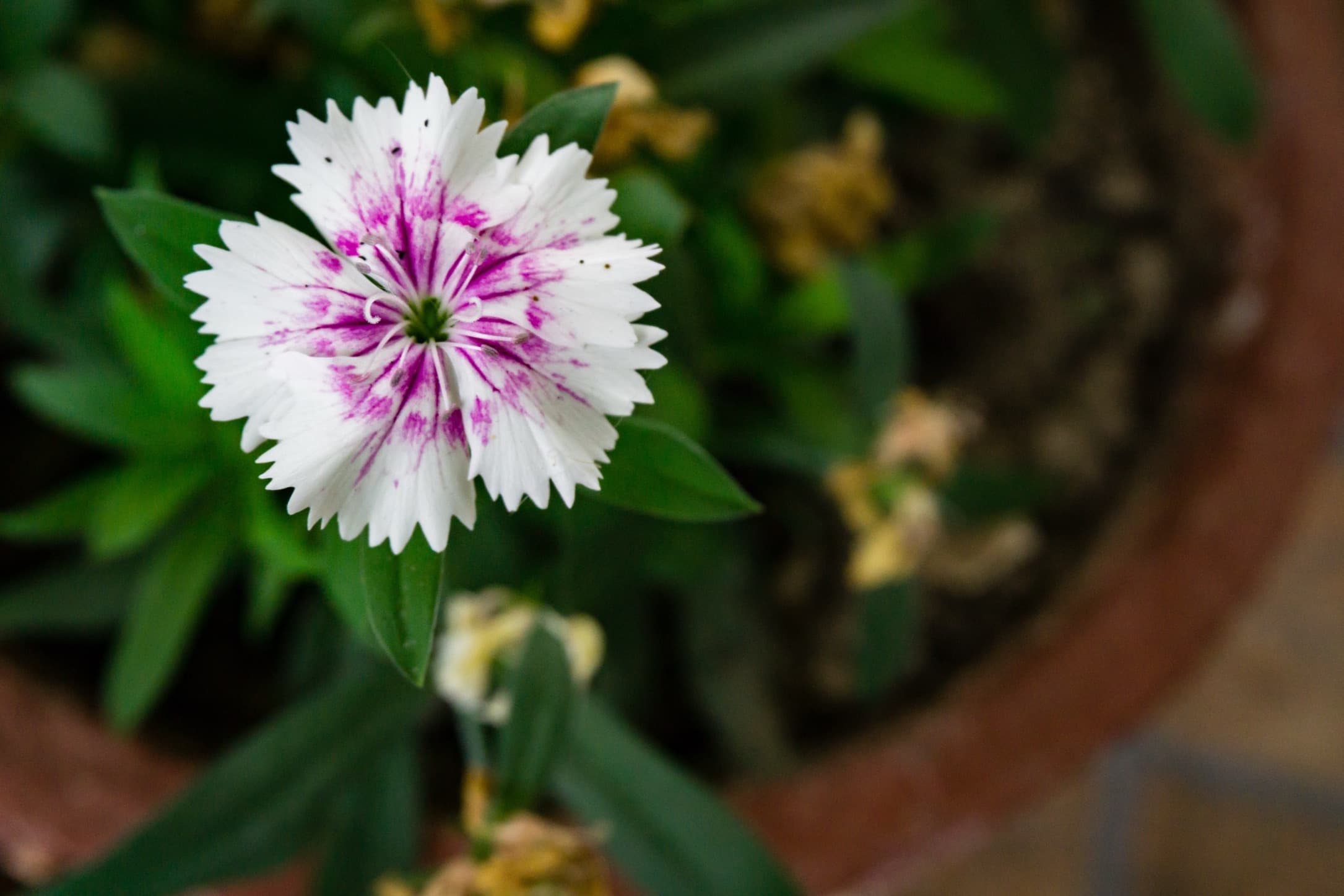 Dianthus In Pots - The Best Options To Grow Have Compact Growth Habits |  Horticulture.co.uk