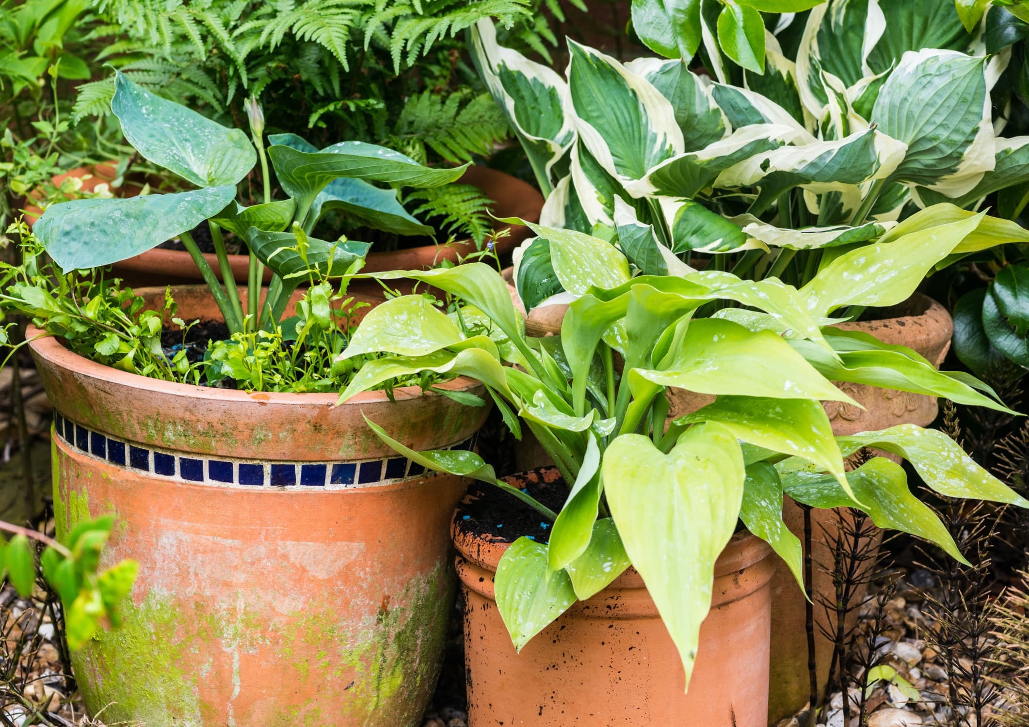 various hosta plants in terracotta pots