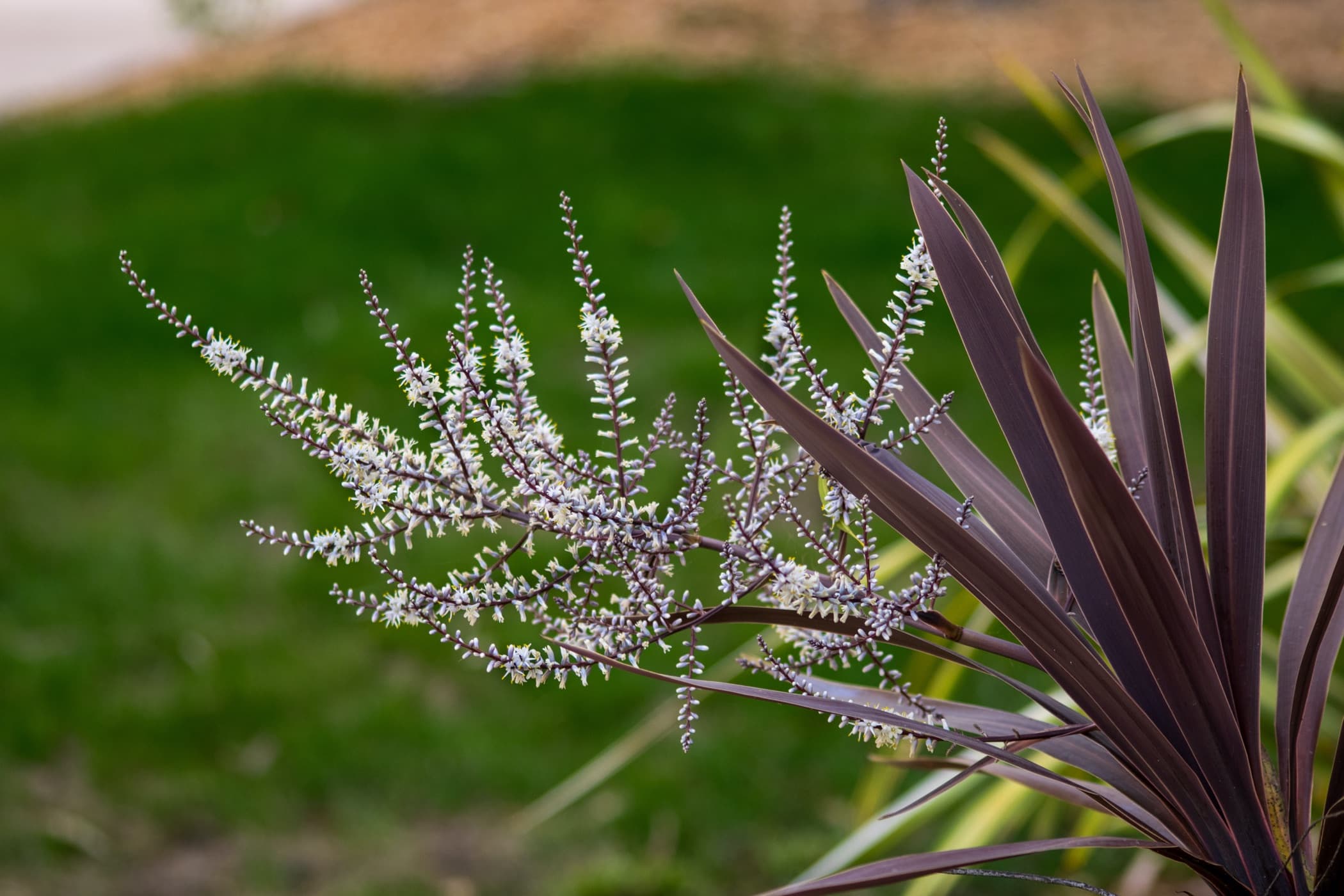 red and white leaves of cordyline plant in garden