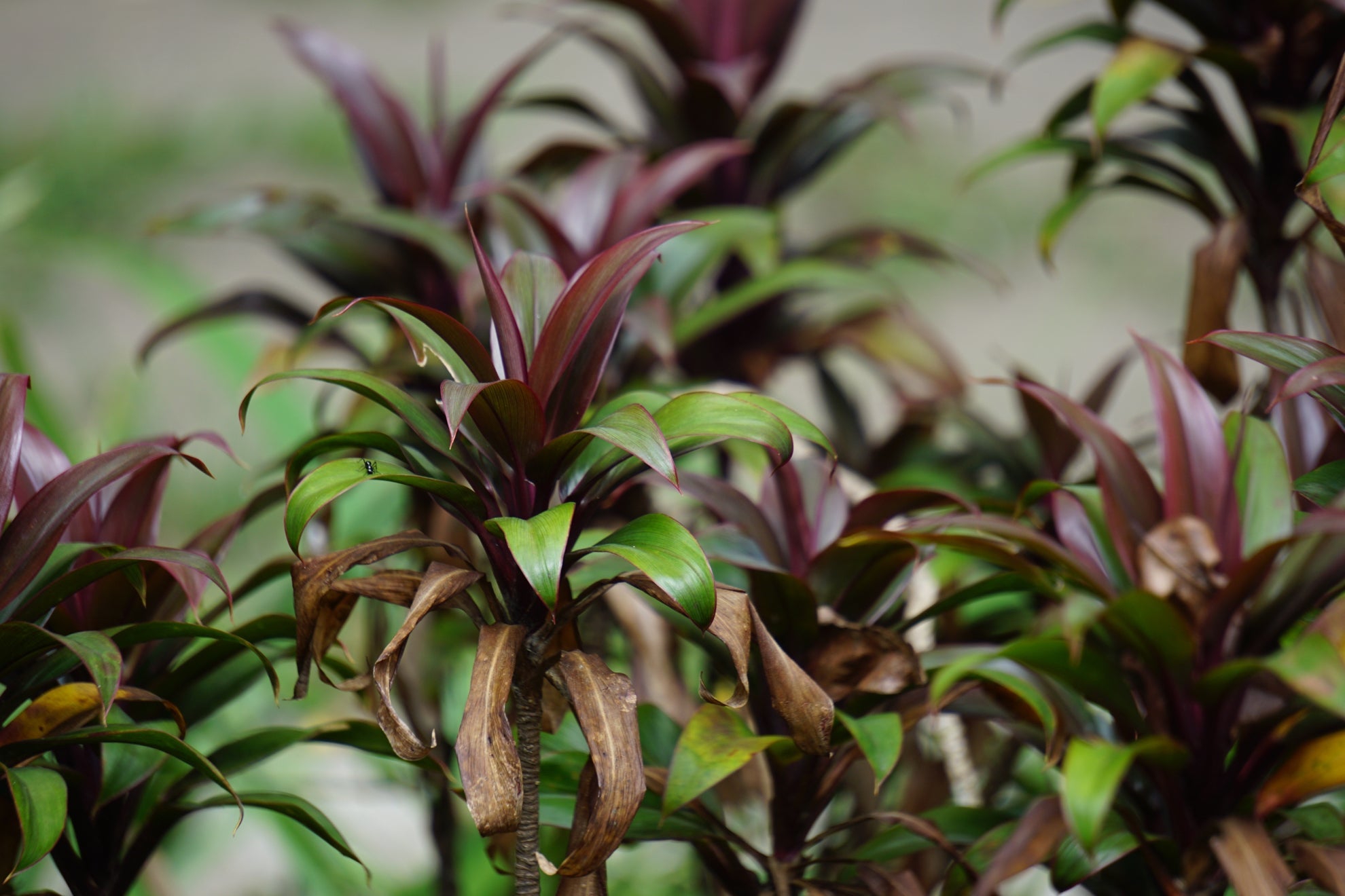 cordyline shrub with purple and green leaves that has some lower leaves that have started to turn brown and die