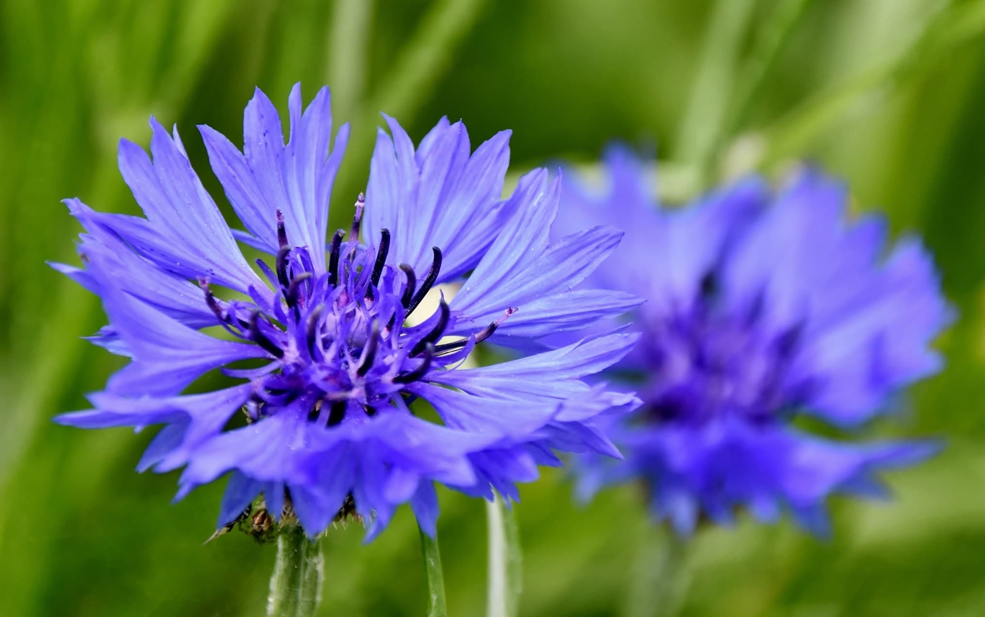 beautiful blue cornflower in focus