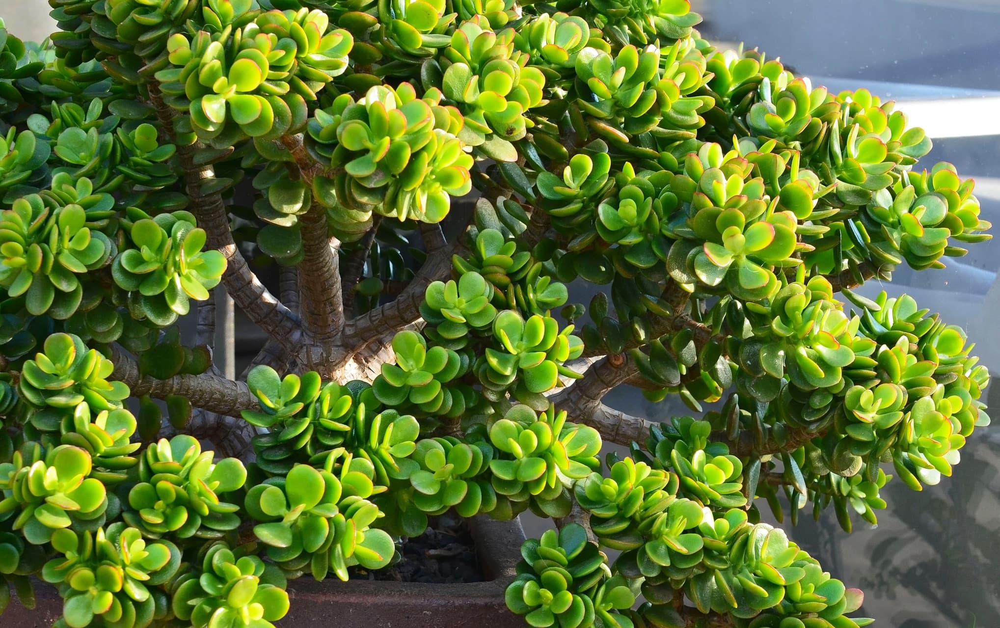 small crassula bonsai with very small green ornate leaves
