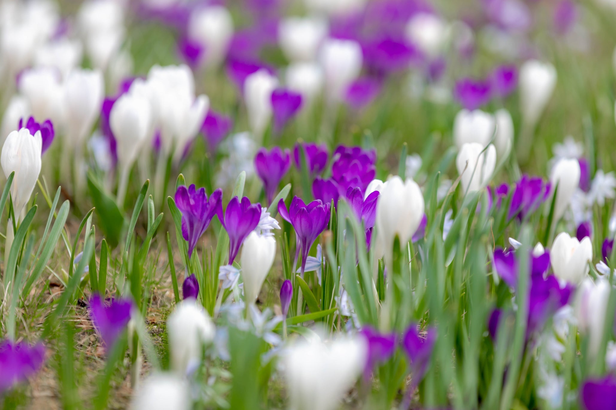 white and purple flowering crocus flowers growing outside in a field