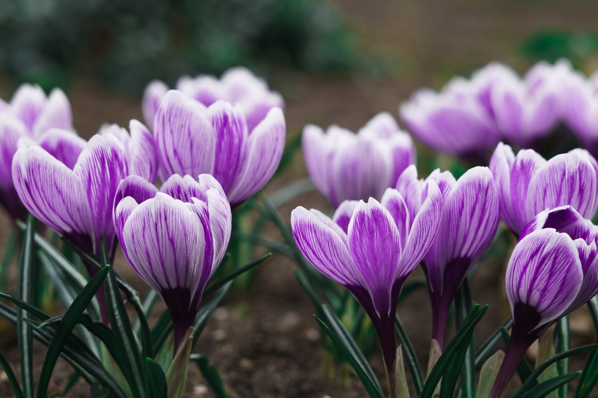 purple and white stripes flowers from crocus plants with dark green foliage growing in the ground outside