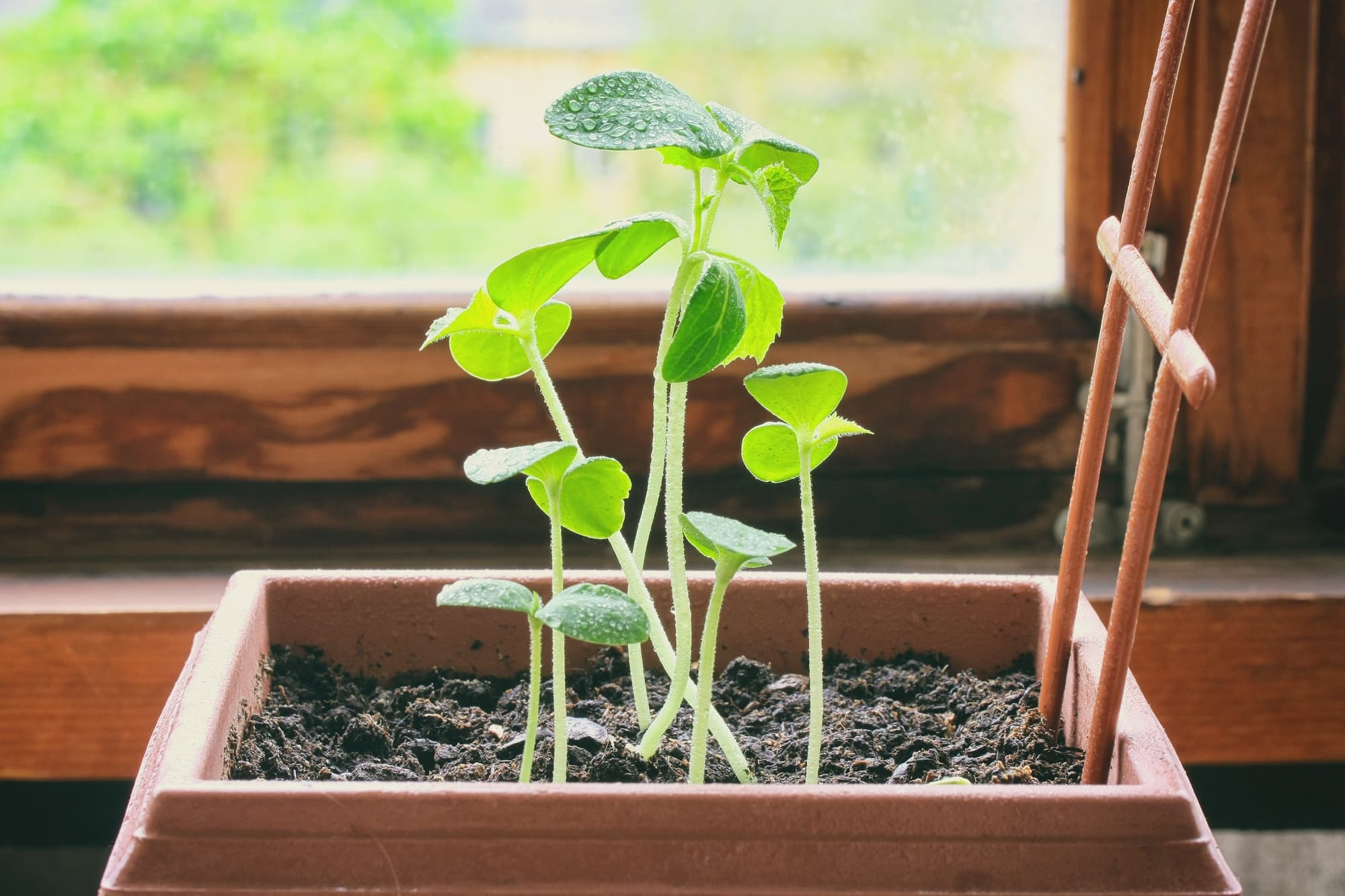 upright growing seedlings from cucumber plants growing by a window in a square container fitted with a trellis-like support