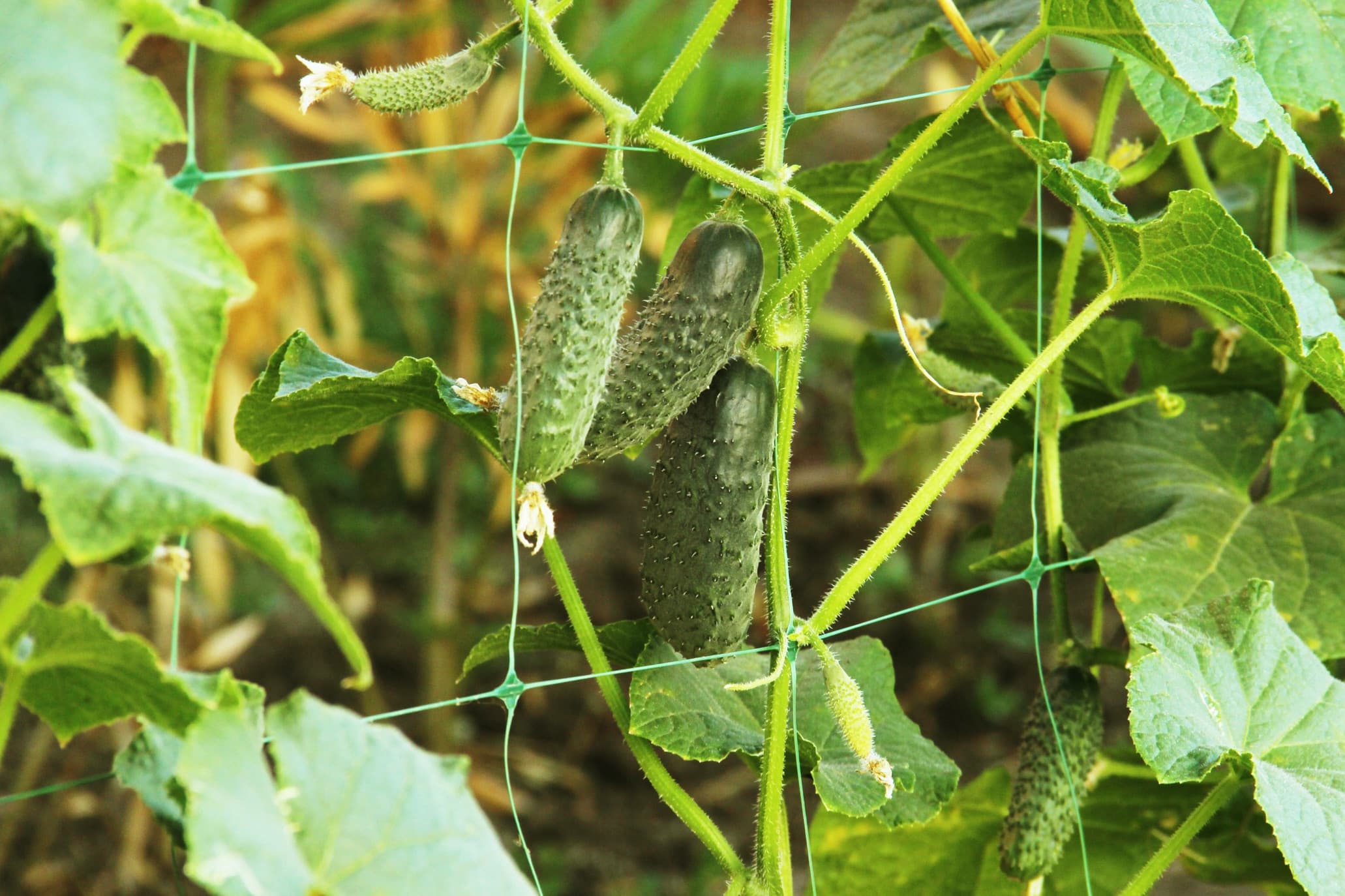 cucumbers growing vertically on netting